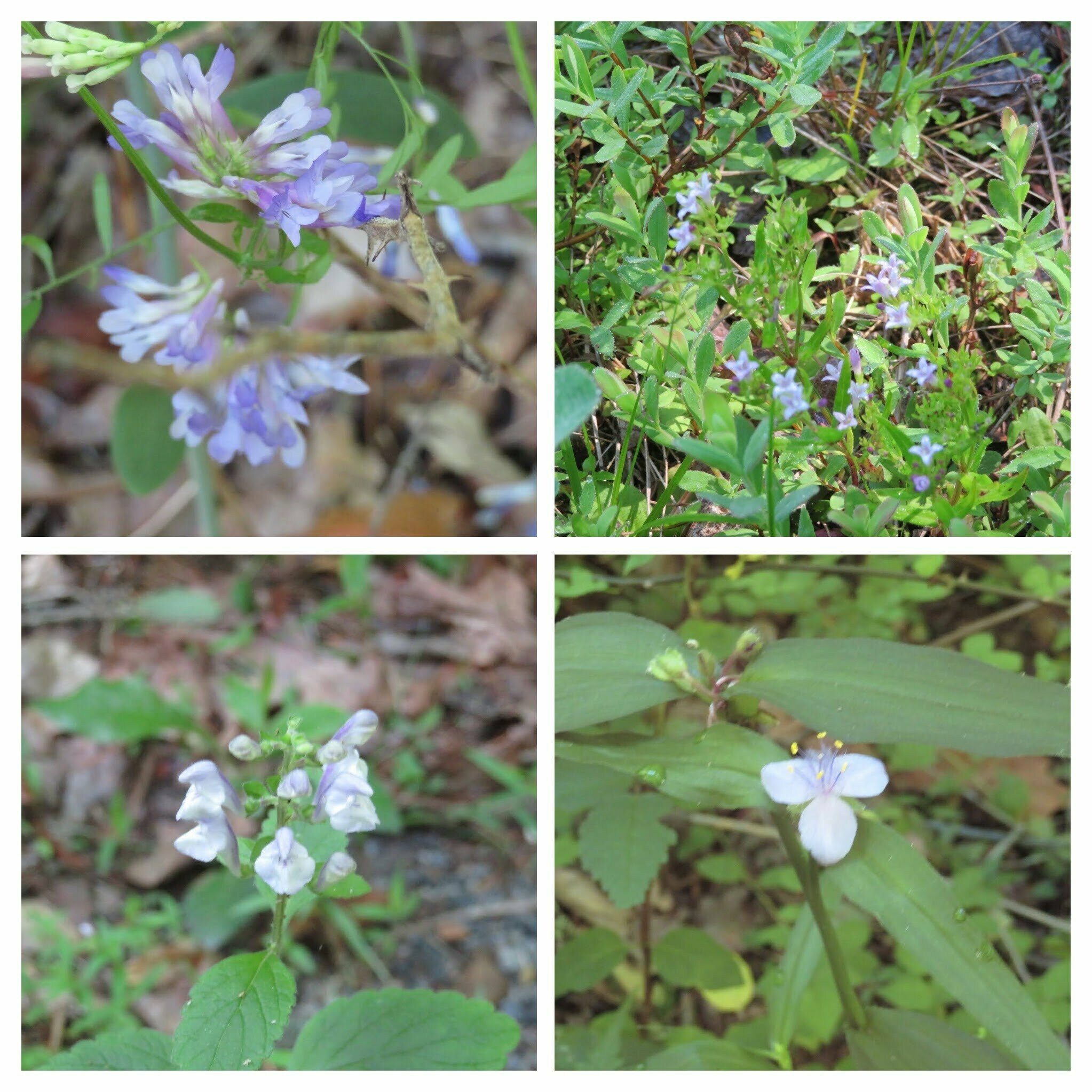Lots of blue/lavender wildflowers and . . .