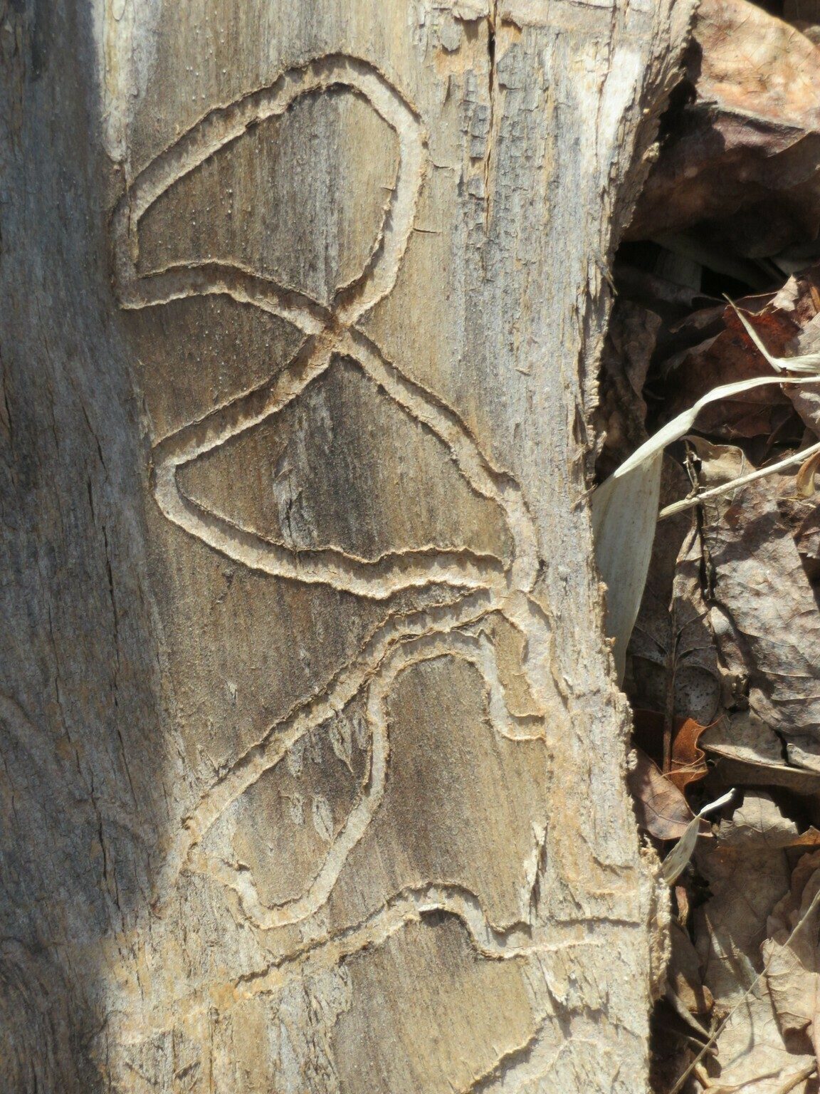 Worm or bug "texting" engraved in bark from a decayed tree.