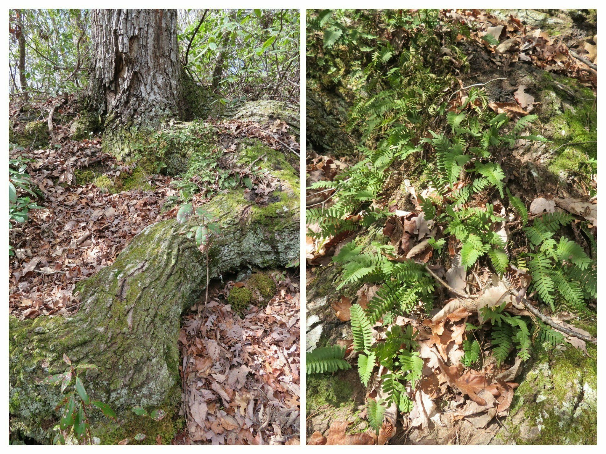 This large oak root system and home to Ressurection Fern (Cynoglossum virginianum) caught my eye toward the end of the hike.