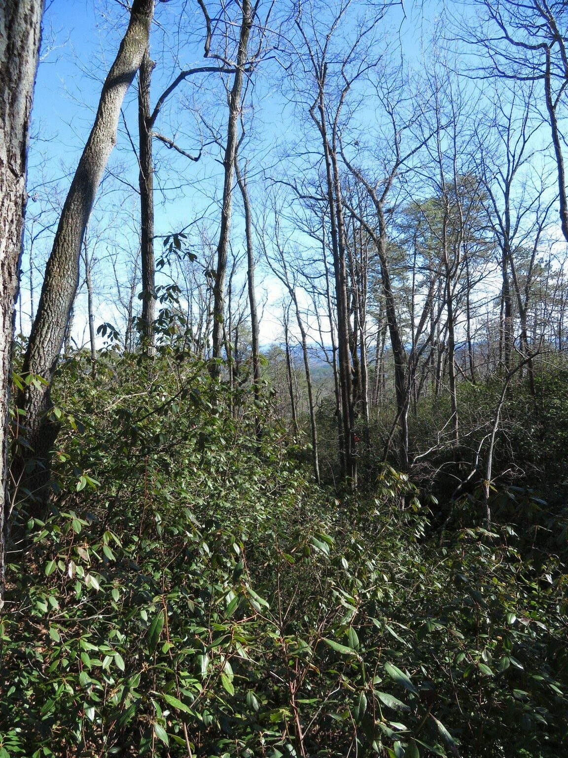 I guess you can call this a view of the surrounding mountains?  Lots of Mountain Laurel, however.