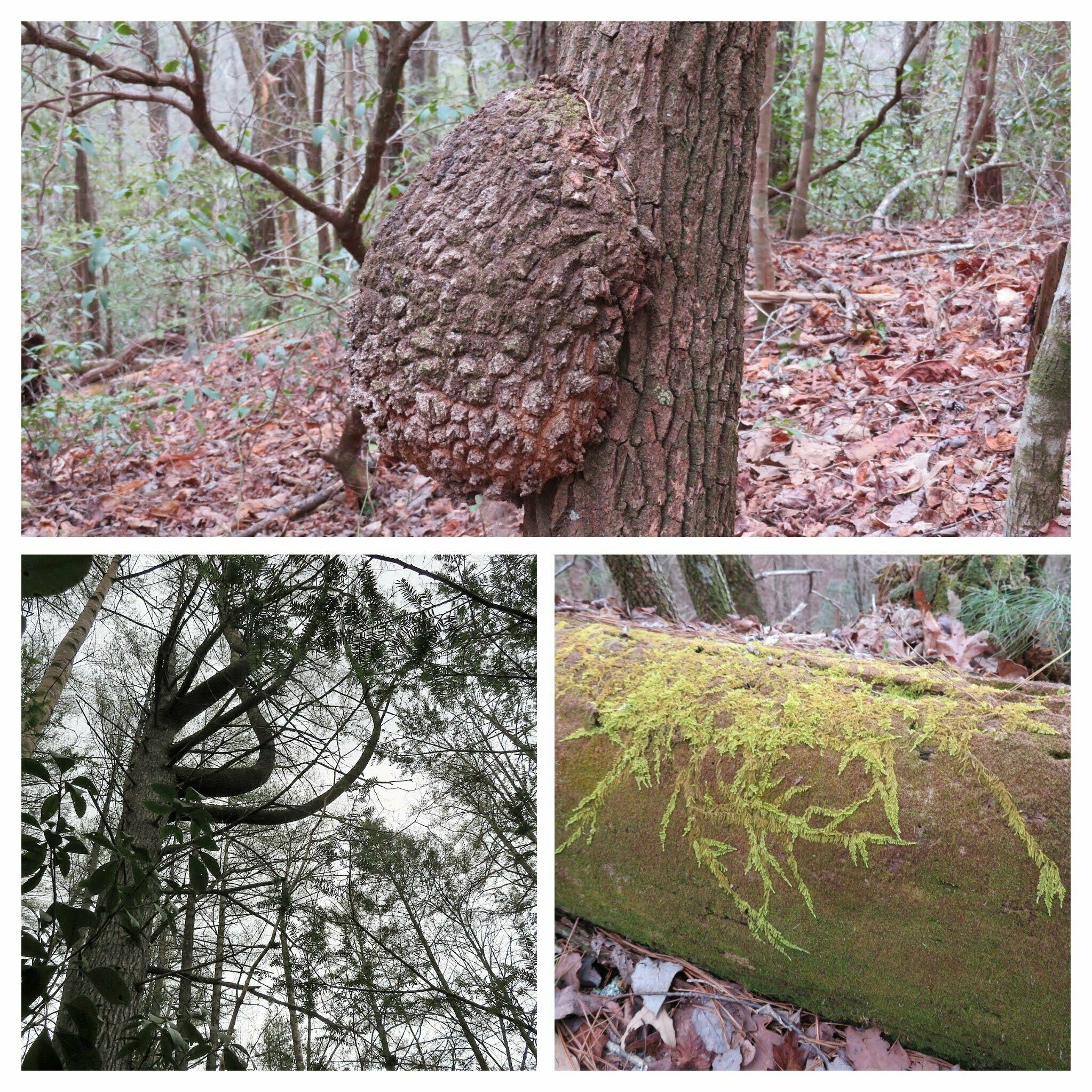 Some interesting natural features along the trail if you look around . . . and up occasionally.