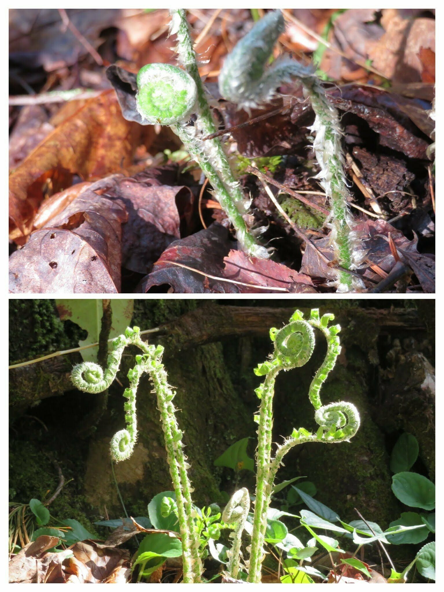 Lots of ferns emerging and displaying their fiddleheads.