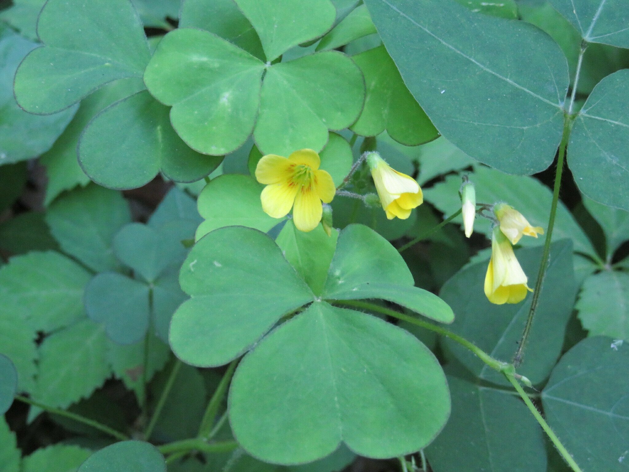 Wood Sorrel (Oxalis stricta)