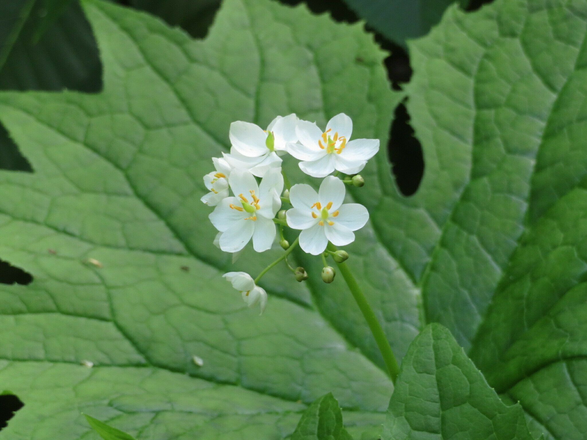 Umbrella Leaf (Diphylleia cymosa)