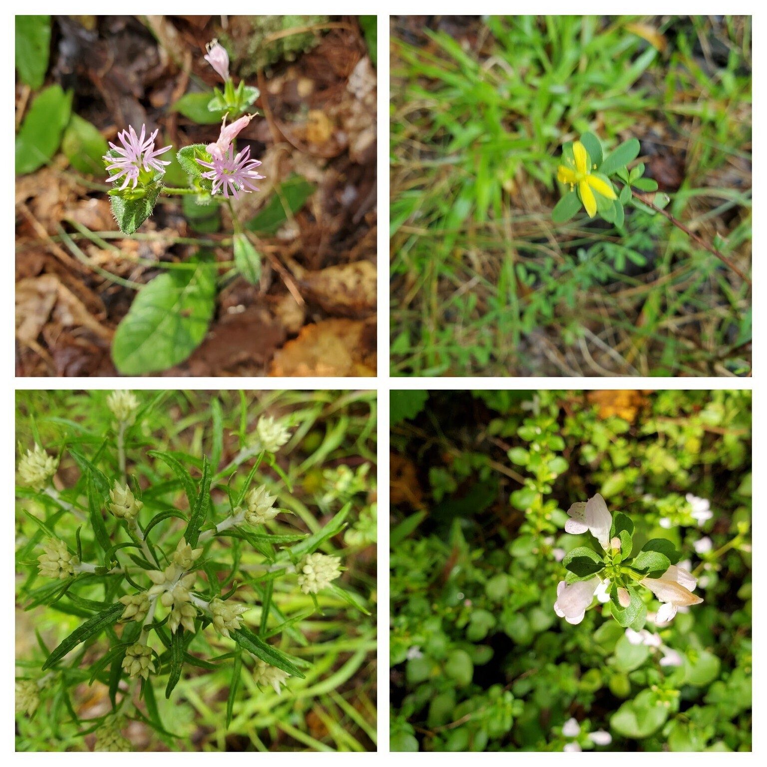 Not many wildflowers today.