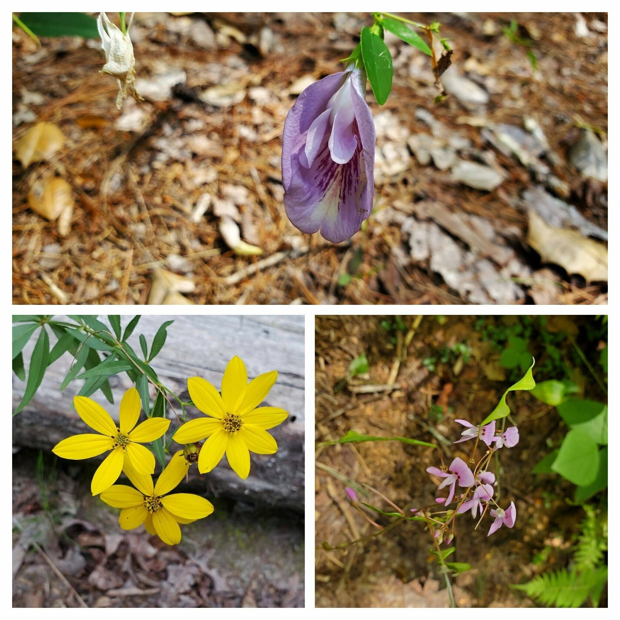 This is all we saw of wildflowers. The top plant is Atlantic pigeonwings.
