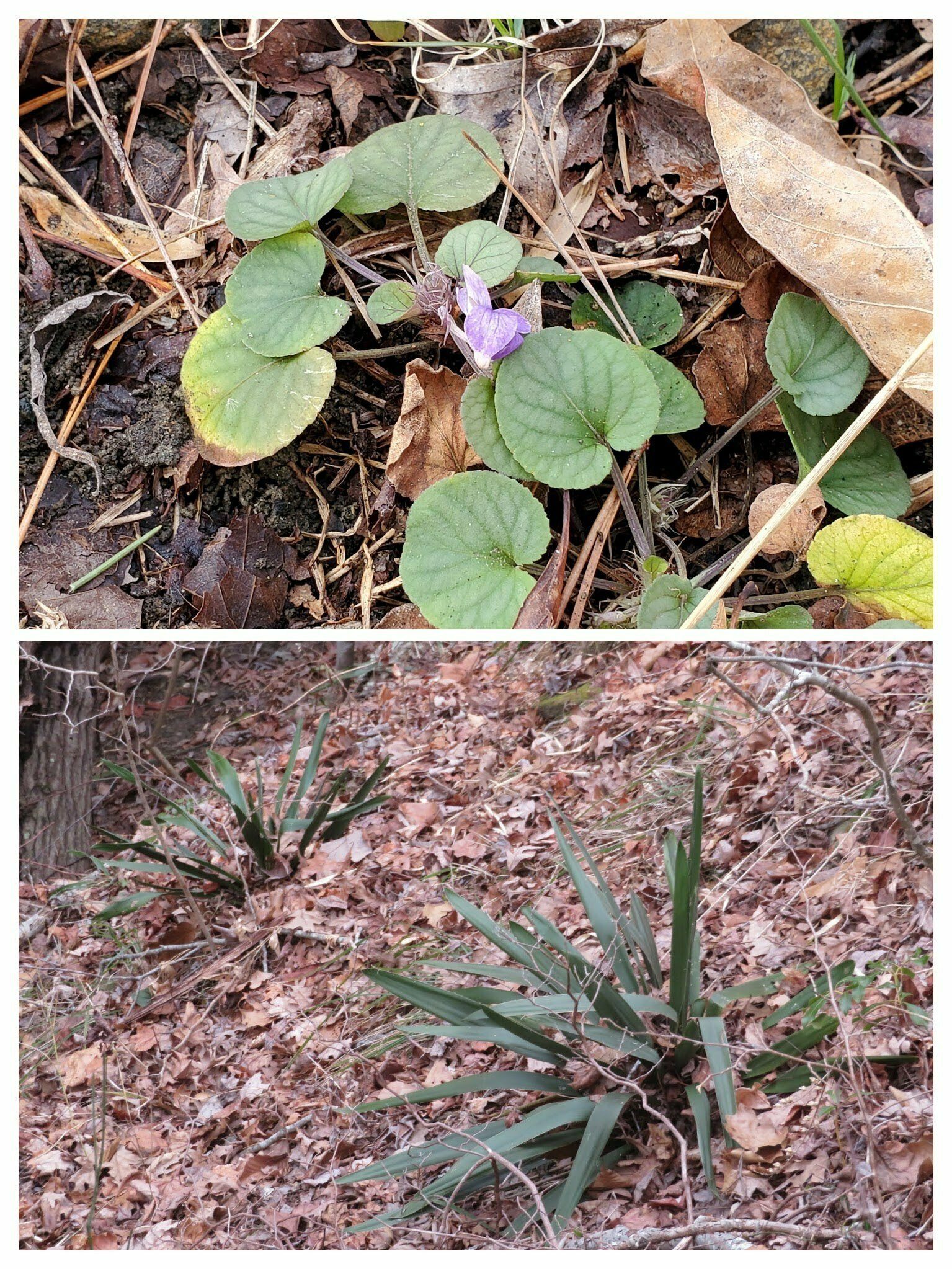 Here's a common violet trying to get a head start on Spring.  And then there were a few Yucca Plants which always seem out of place.