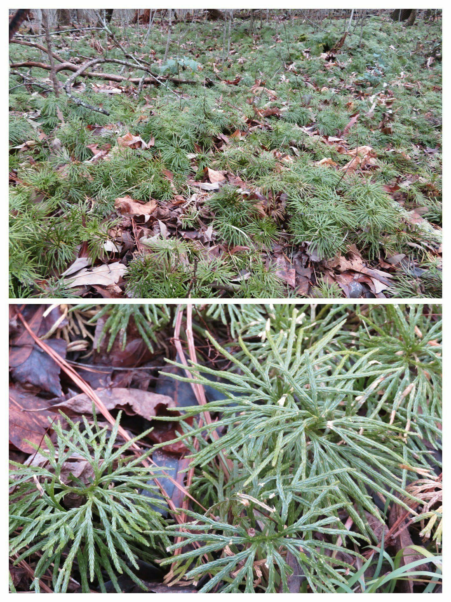 The always attractive ground cedar was a pleasant sight.