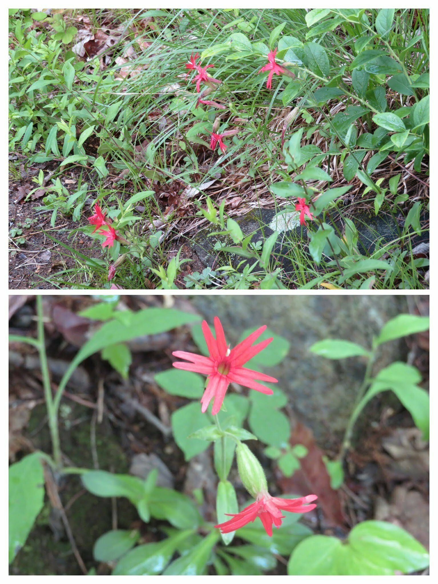 Lots of Fire Pinks on the way to the school bus.