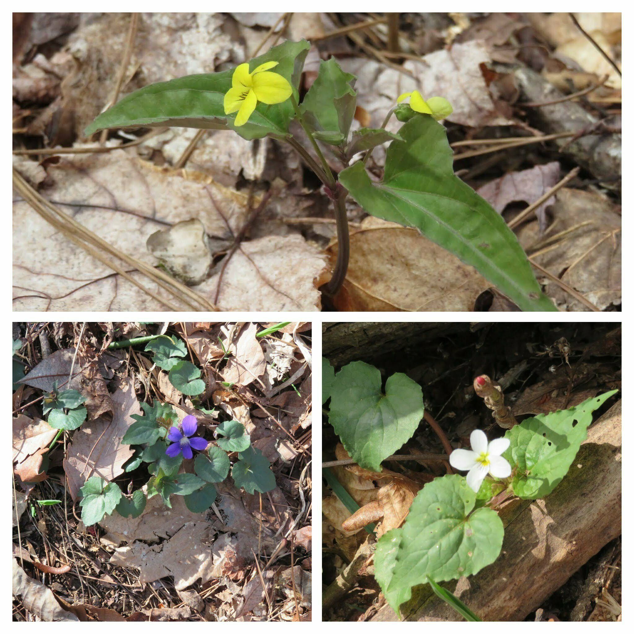 We can't forget the several varieties of violets.