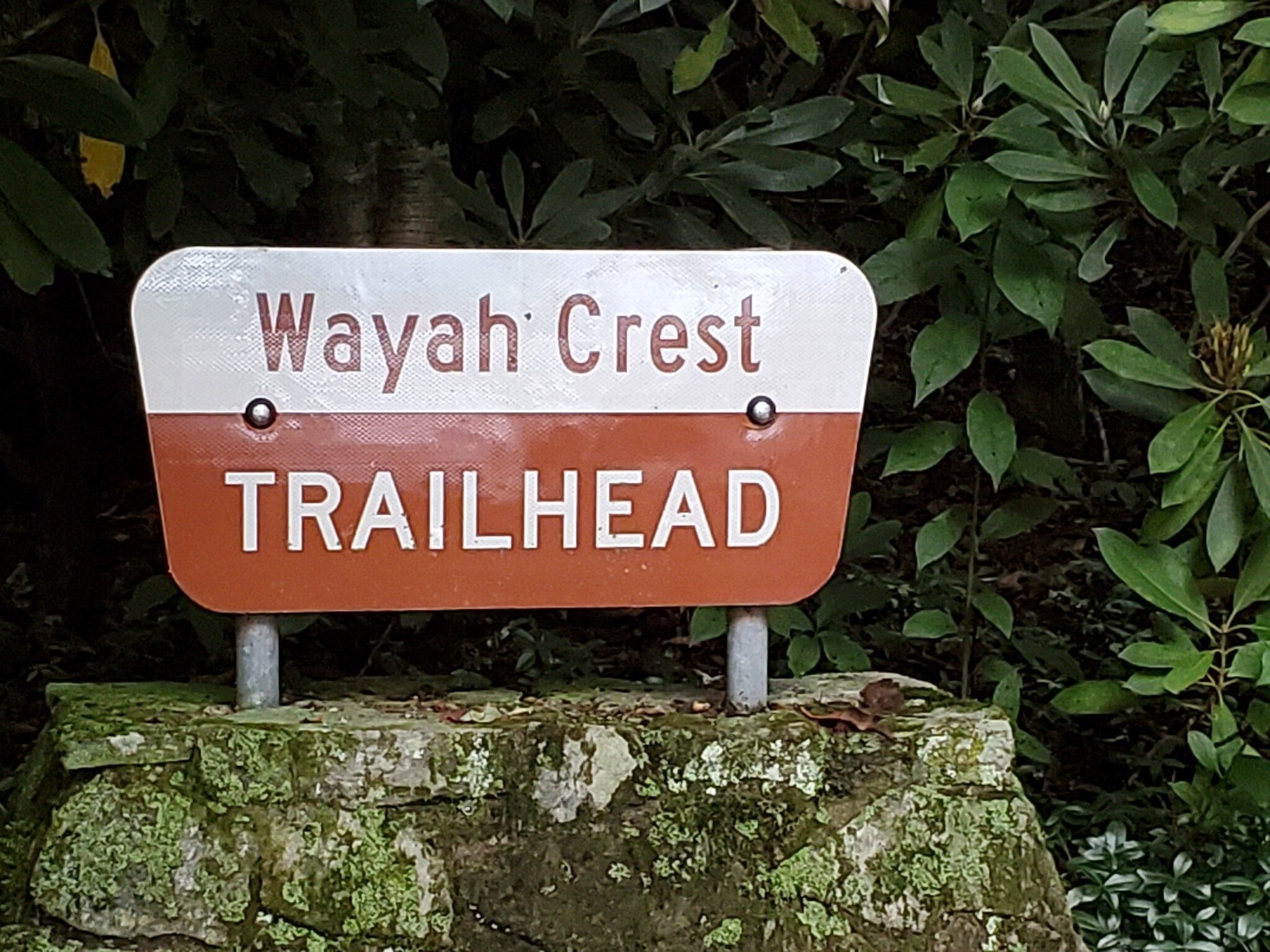Trailhead for Siler Bald too!