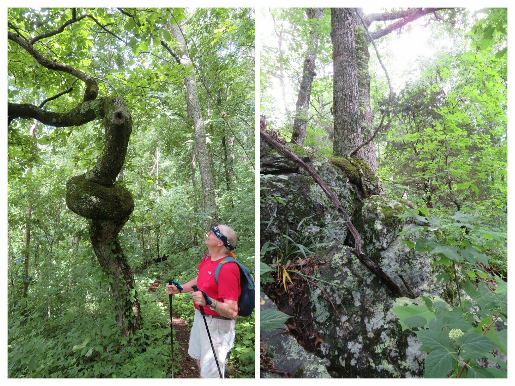 More trees with character.