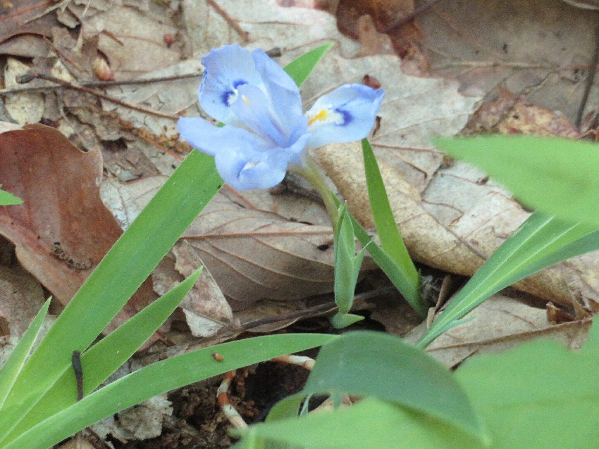 Just a very few of these Dwarf crested iris still in bloom.