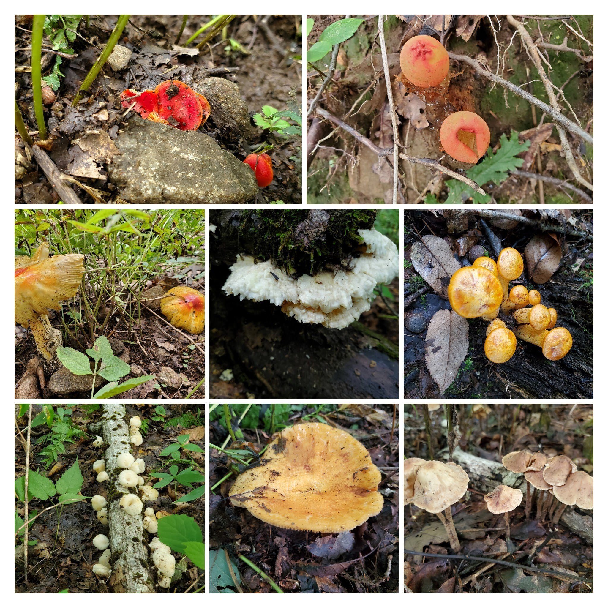 Lots of fungi today.