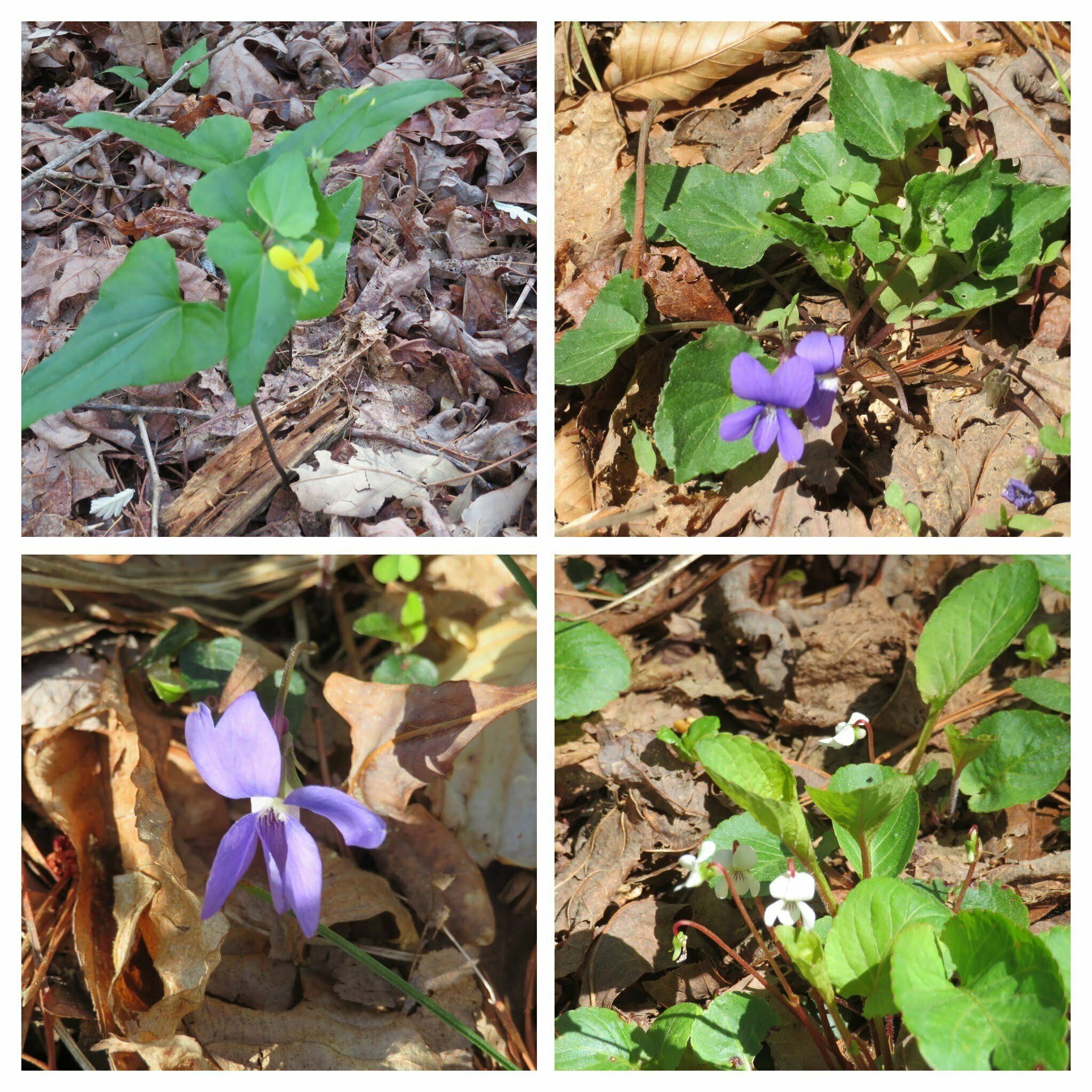 Several violet varieties along the trail.
