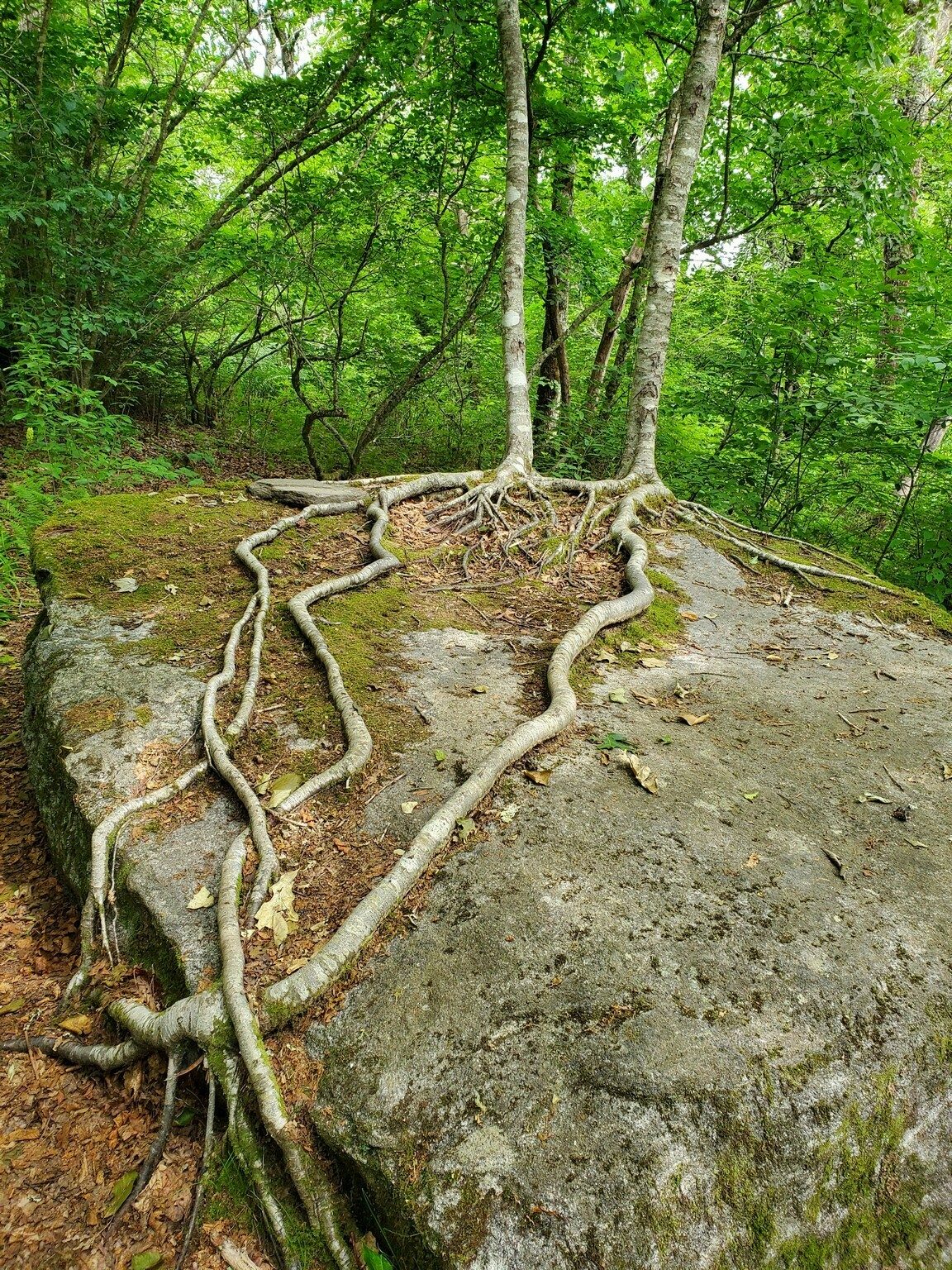 Anyone that has hiked this trail remembers these amazing trees and roots across this boulder.