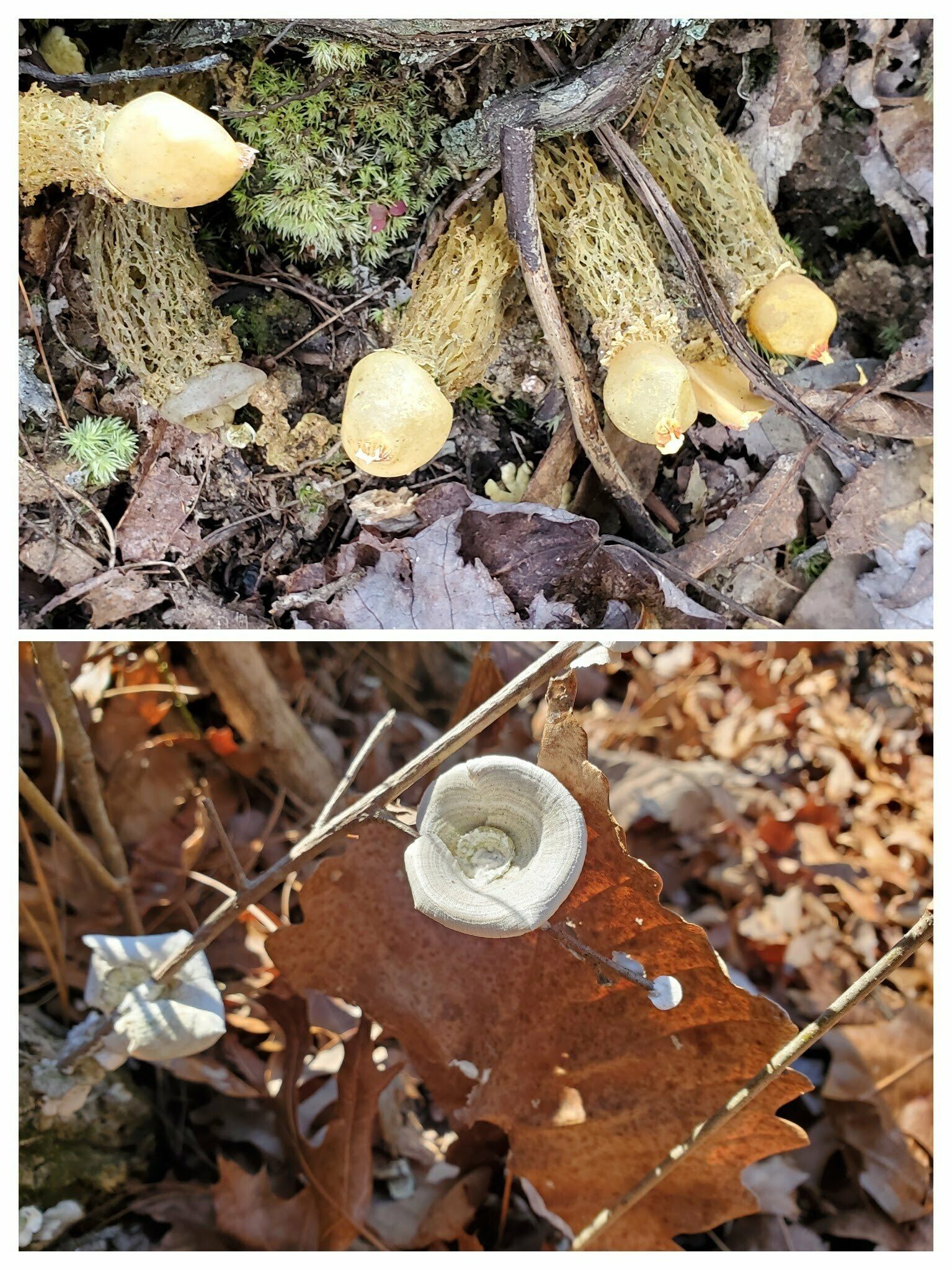 A couple of really striking fungus examples along the trail.