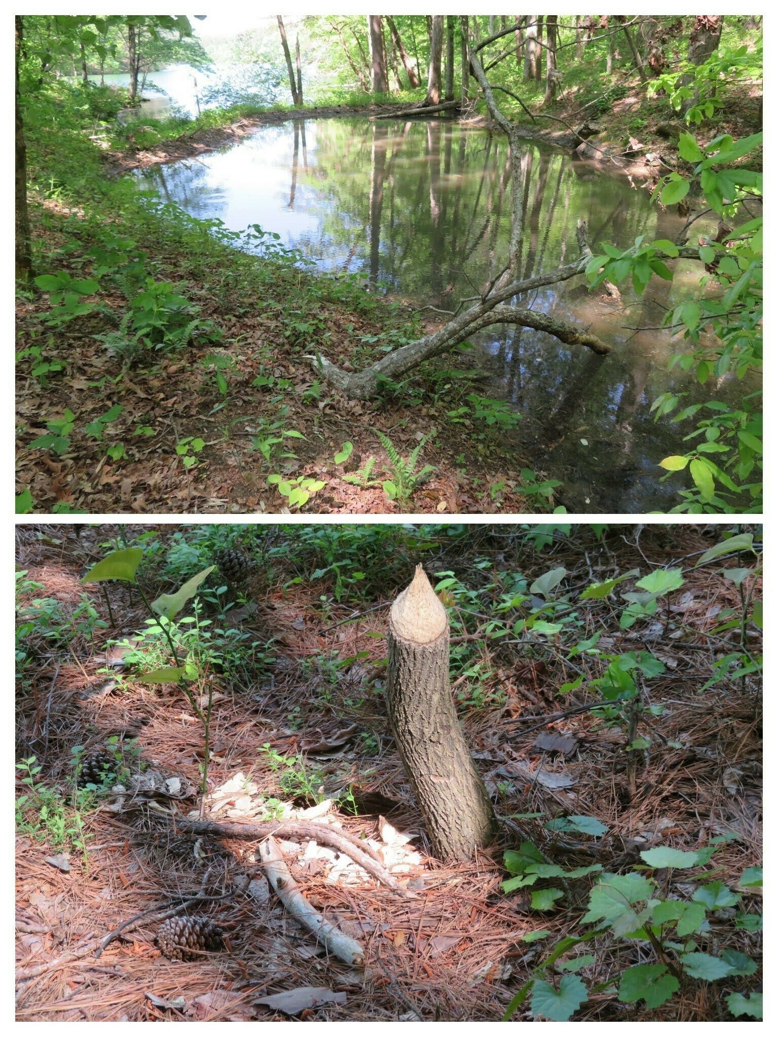 We can't overlook the resident beavers on the southeast side of the lake.