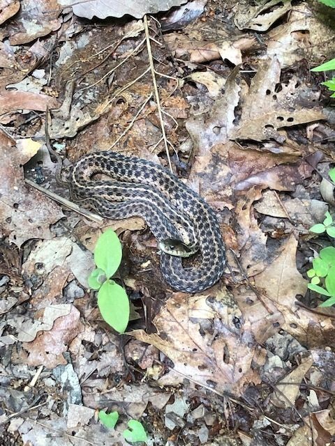 Can't forget our Garter Snake. Photo by Heather Wall