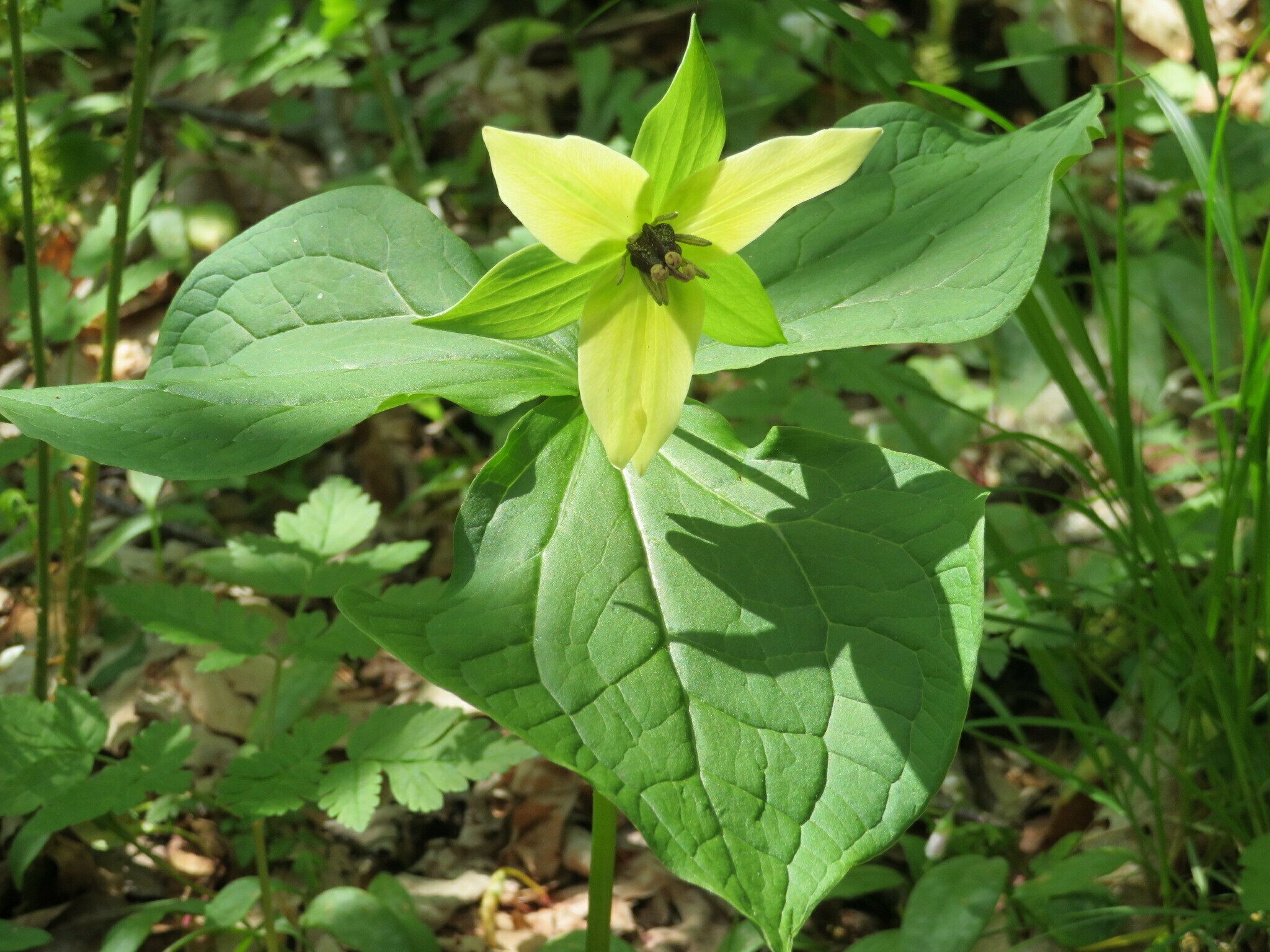 Red trillium (Trillium erectum) with yellow petals.