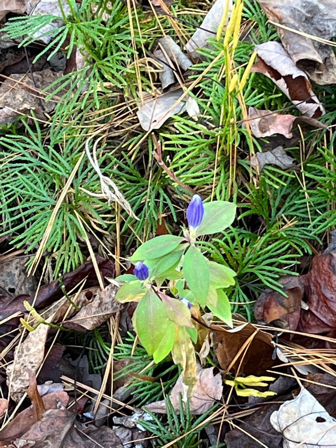 Wildflower of the Hike Award.  Thanks to Renee for spotting this Gentian.