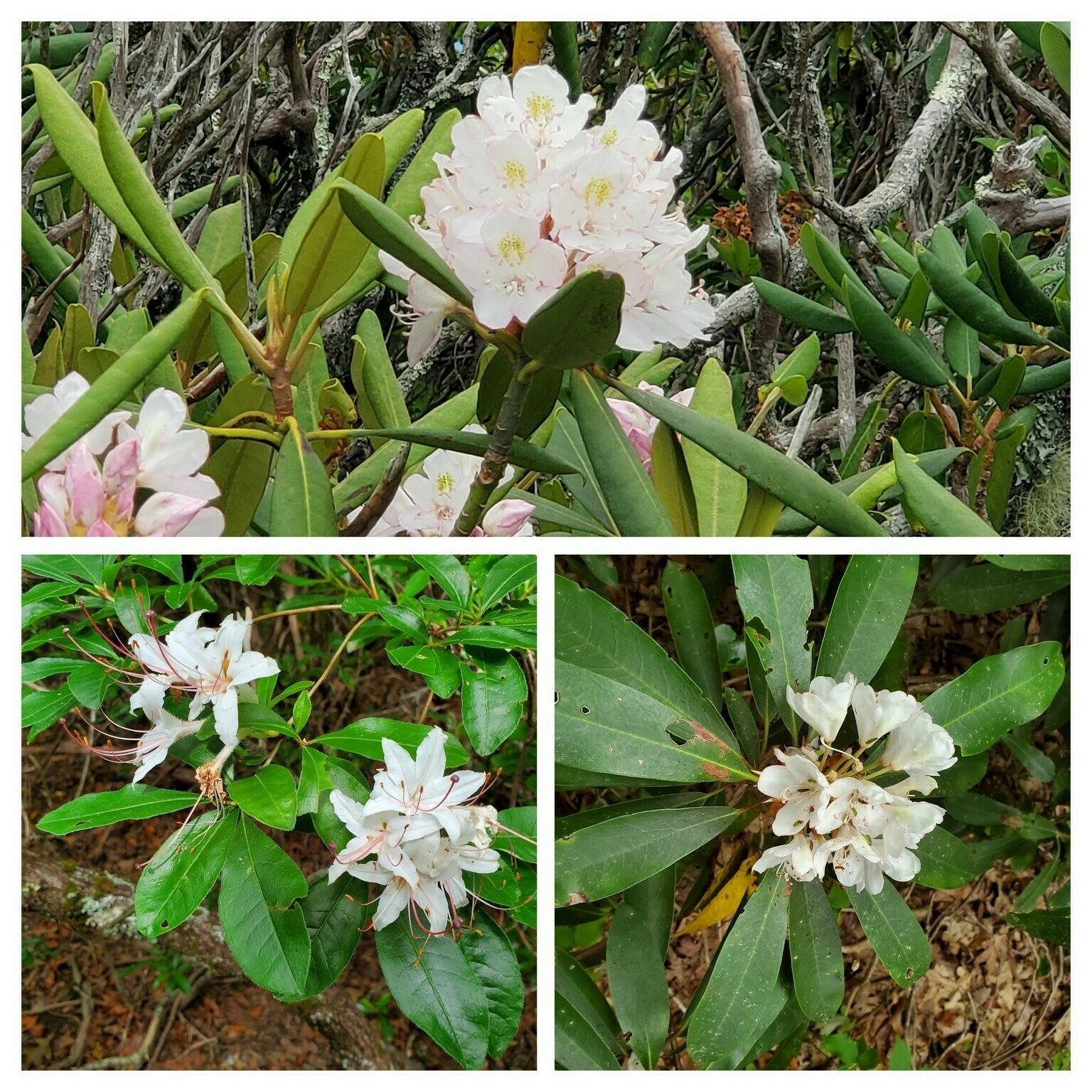A few white Rhododendron still in bloom, but not many.