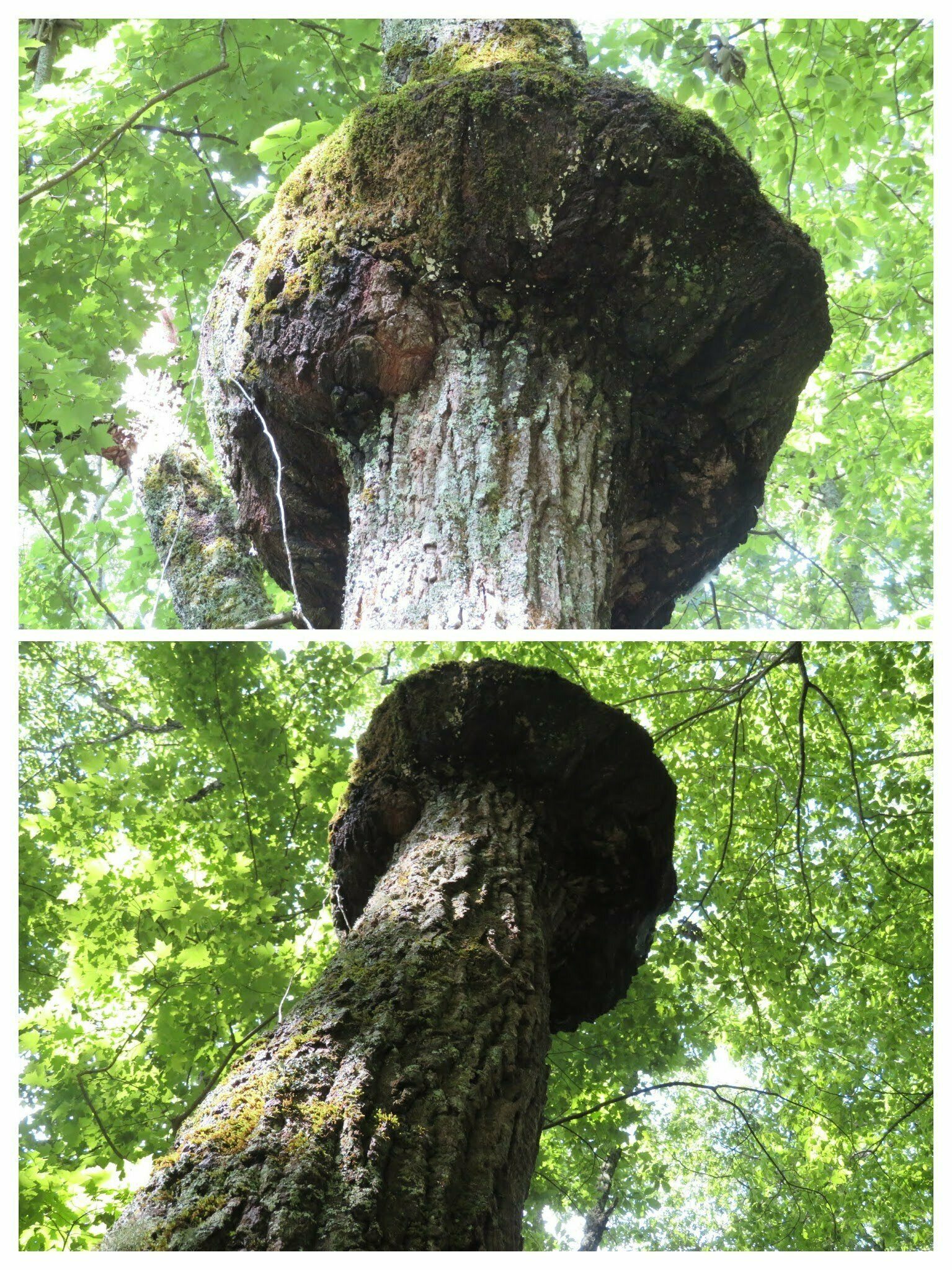 A very unusual tree gall all the way around the trunk!.