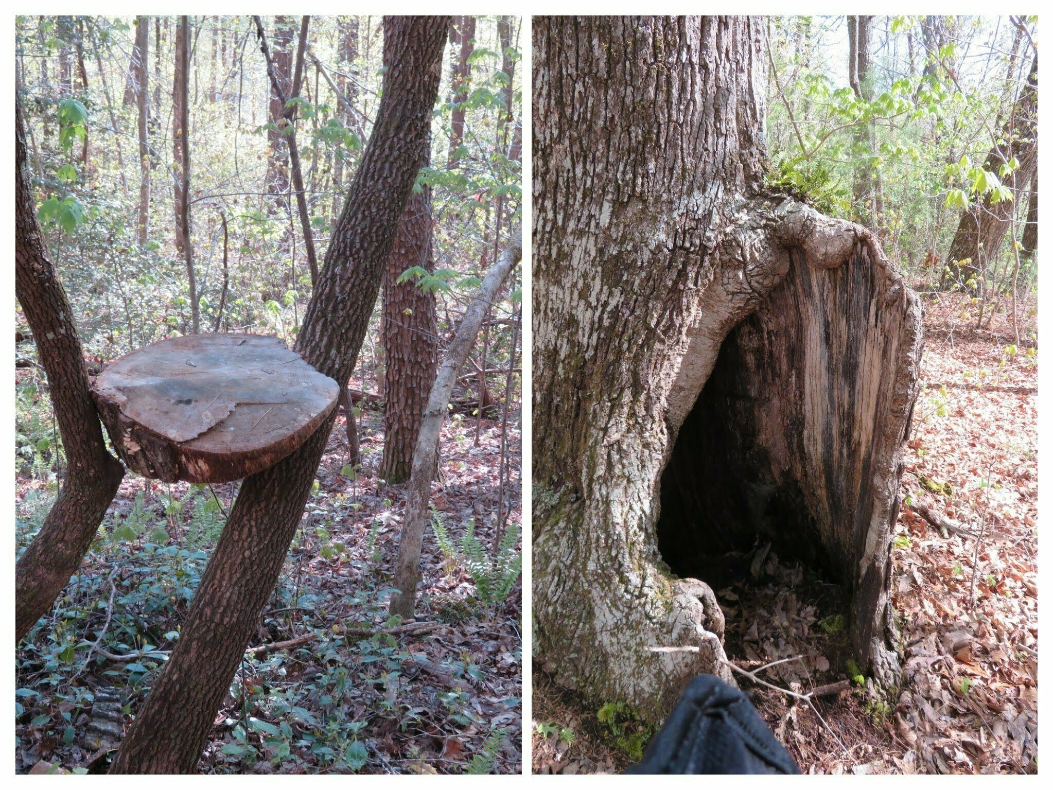Interesting things along the trail.