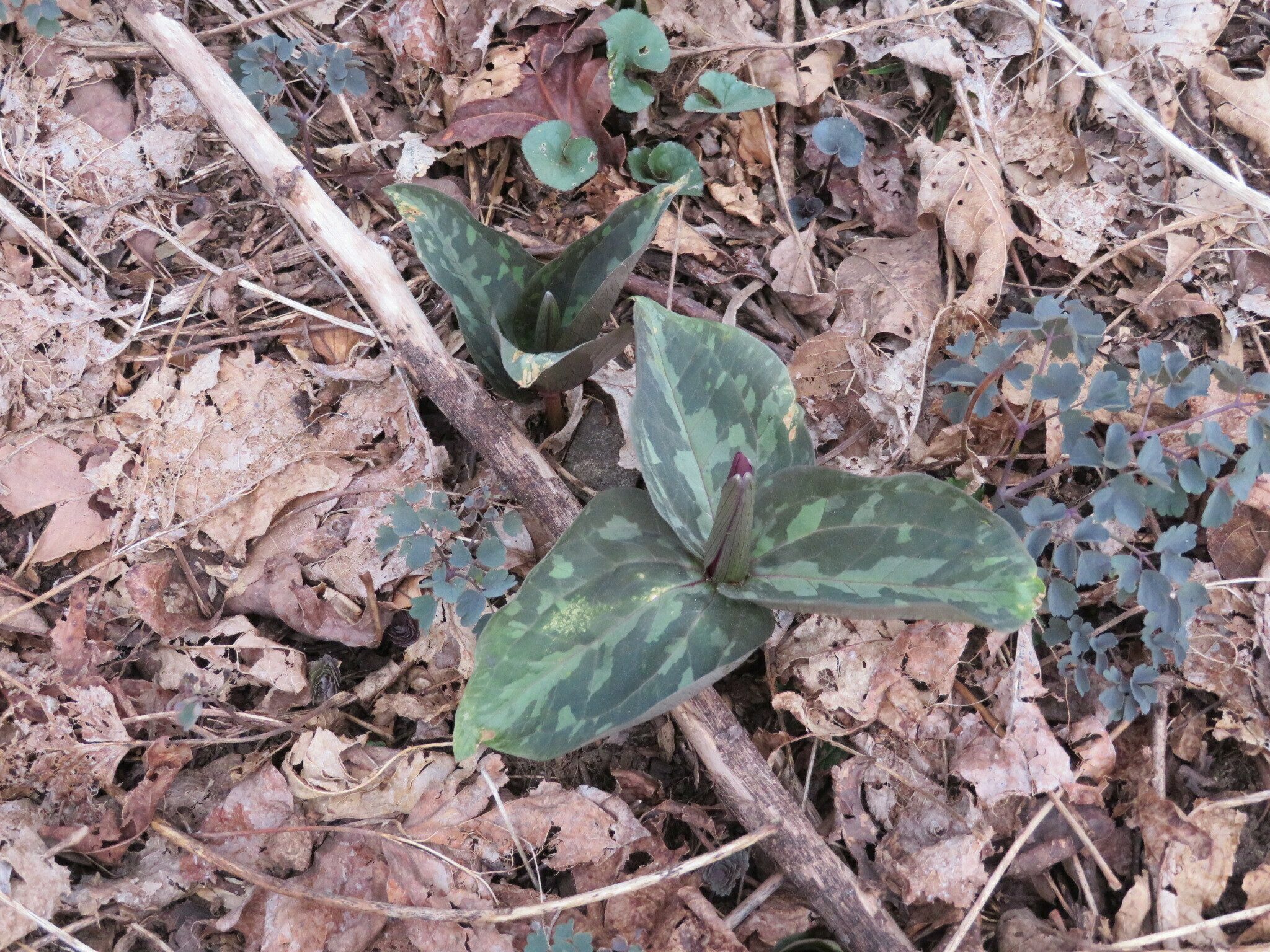 One of the early finds of toadshade trillium not opened with some meadow-rue beginning to sprout around it.