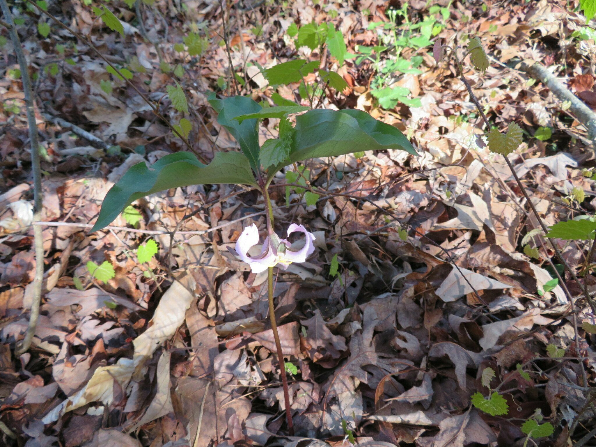 Almost forgot the many very small examples of Catesby's Trillium(Trillium catesbaei) seen throughout this trail system.