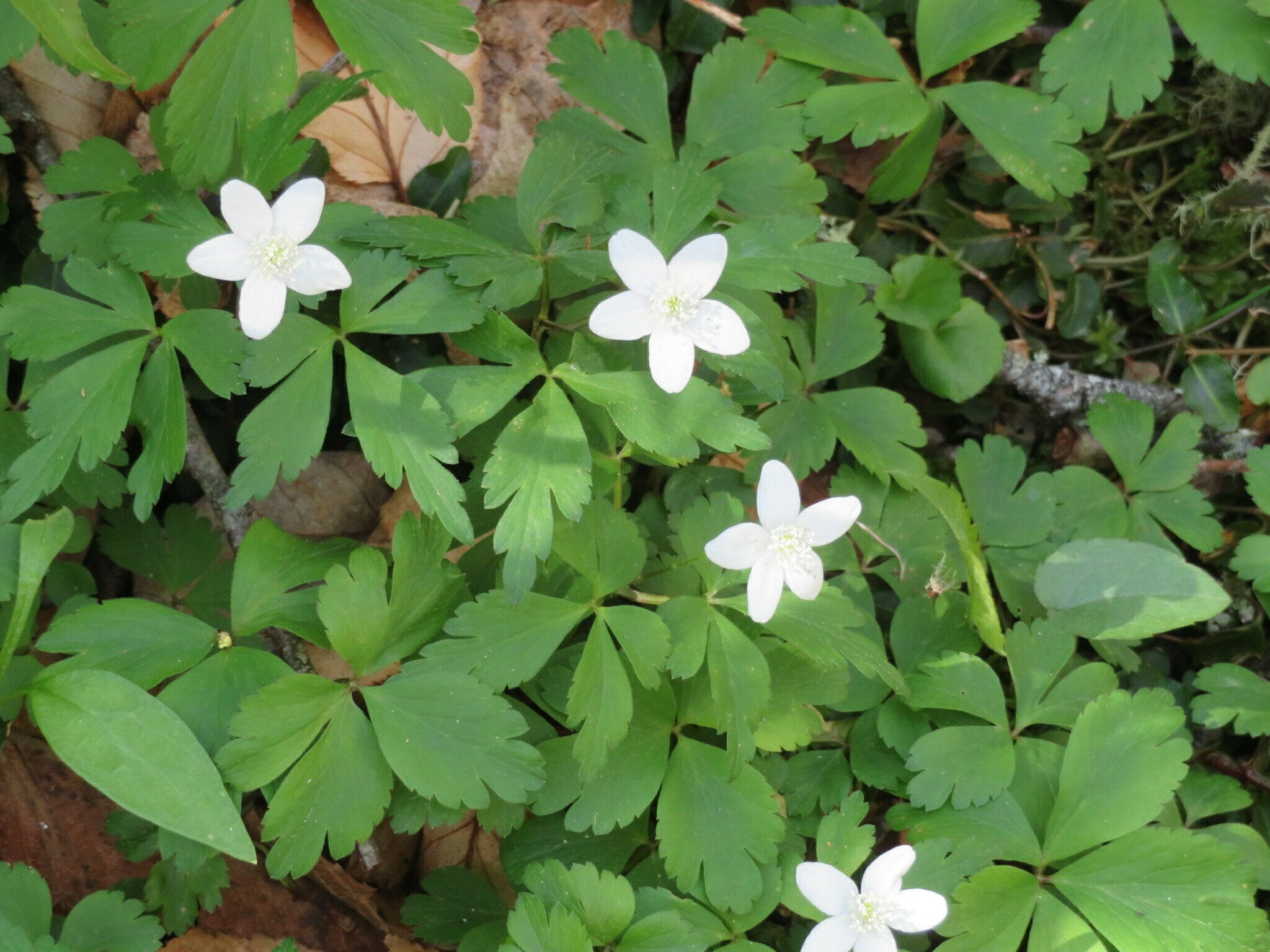 Wood Anemone (Anemone lancifolia)
