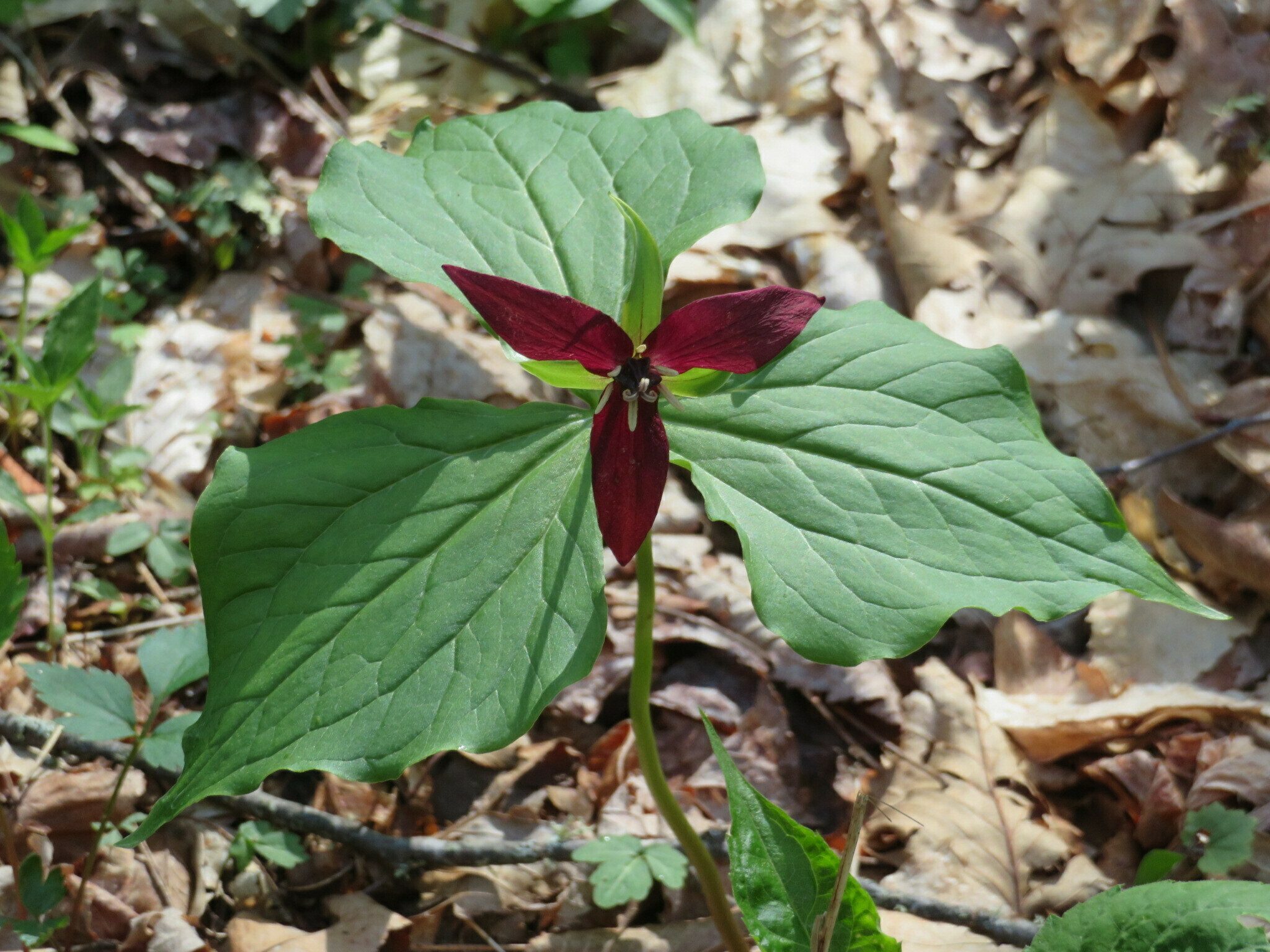 Red trillium (Trillium erectum) with red petals.