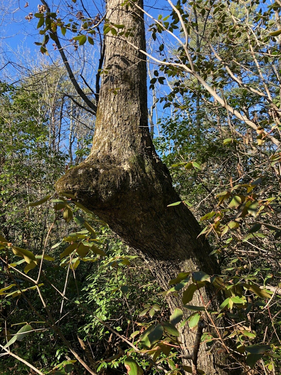 Is this an "Indian Pointing Tree?"  Seems to be pointing toward Hidden Falls.  Courtesy of Heather Wall, "Natural Wonders" Newsletter.