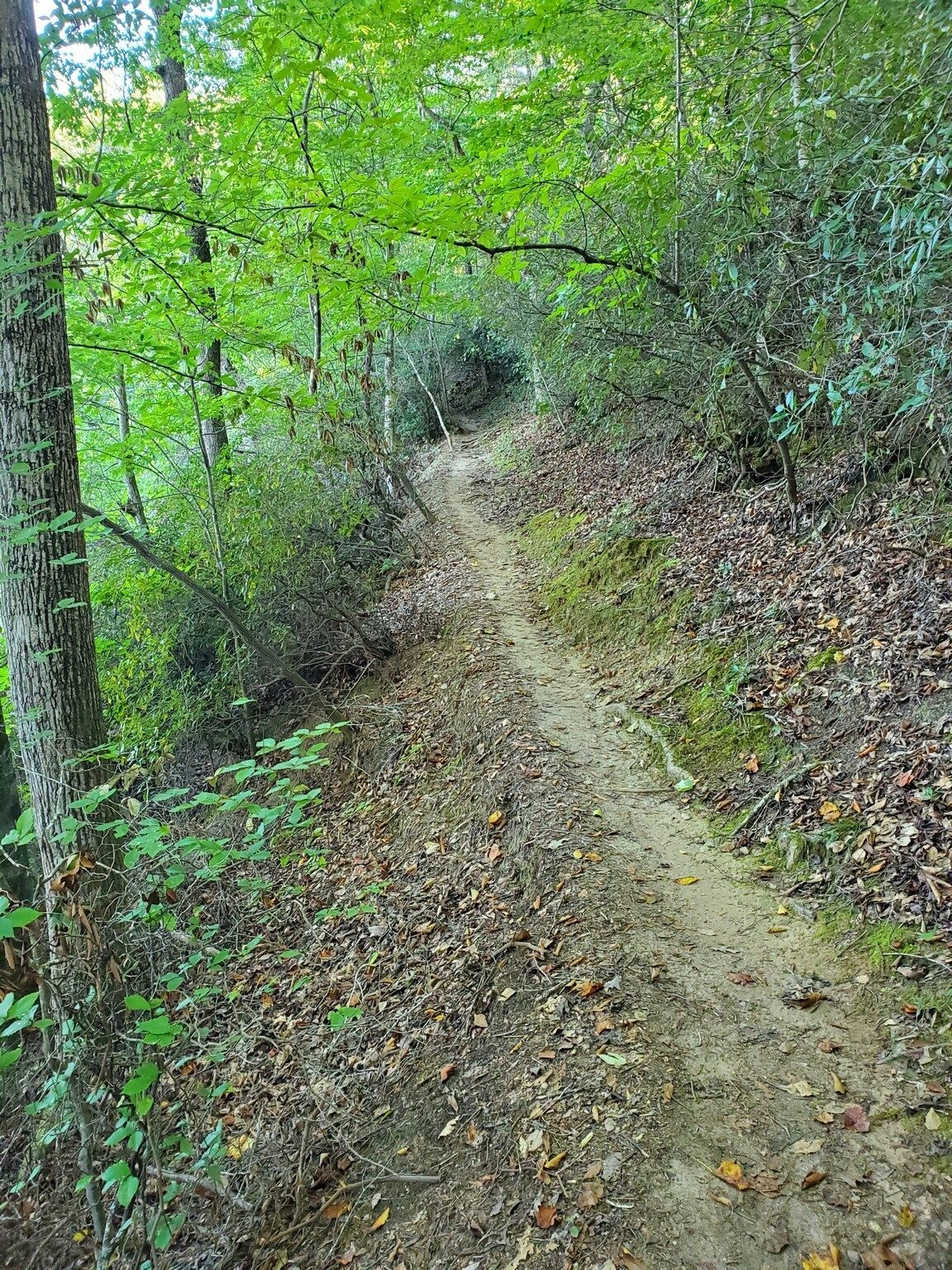 Typical conditions on the Issaqueena, Rocky and Collarbone Trails.