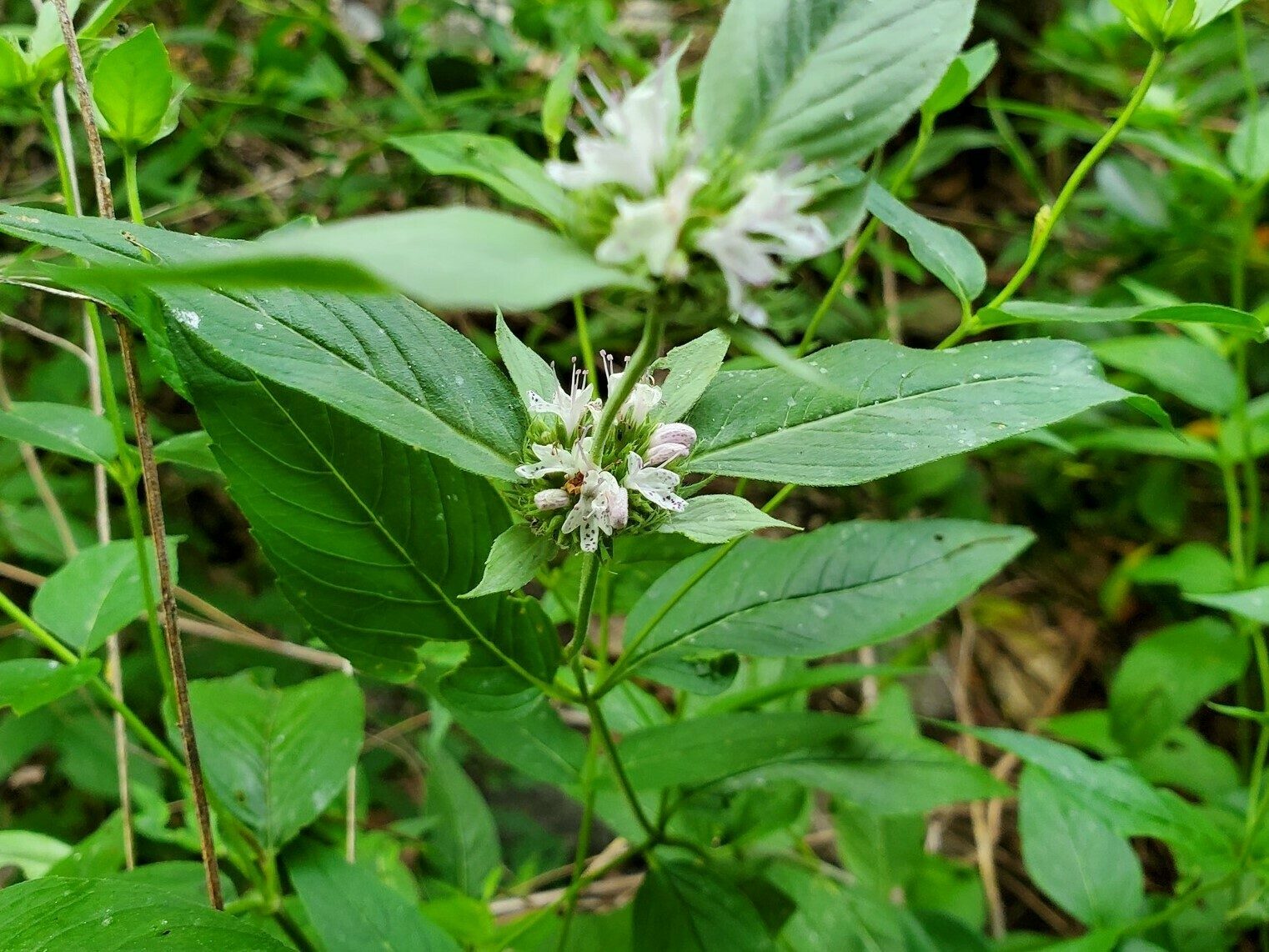 Hoary mountain mint anyone?