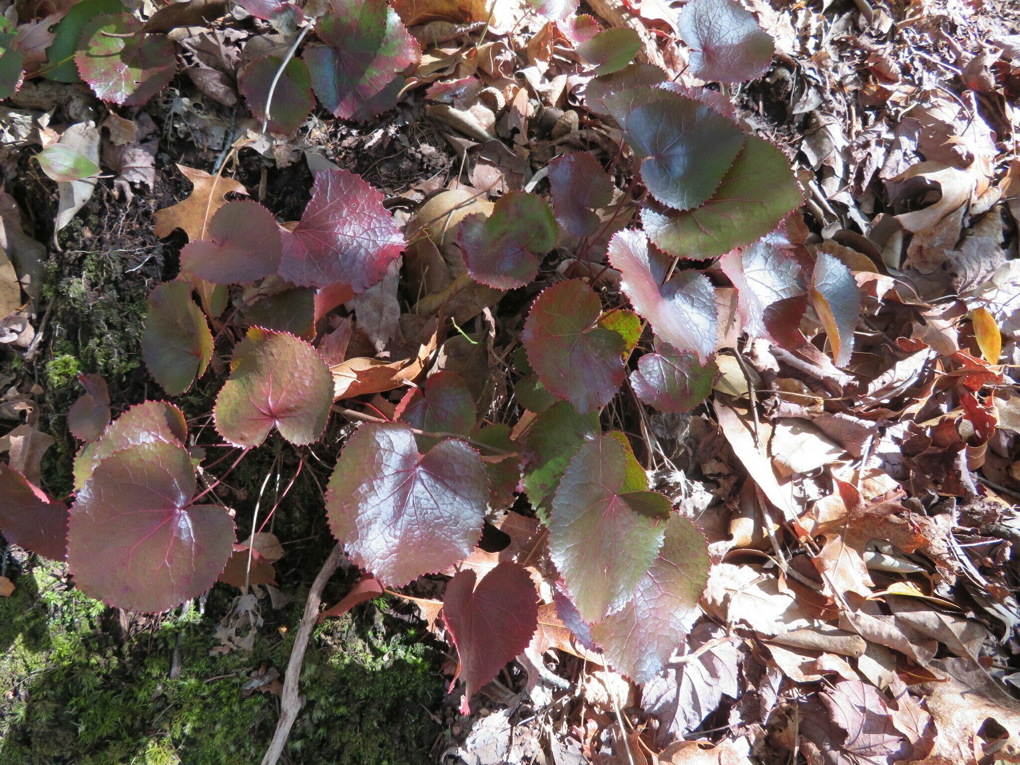 Not a lot of color today, but the various shades of burgundy of Galax is always an eye-catcher.