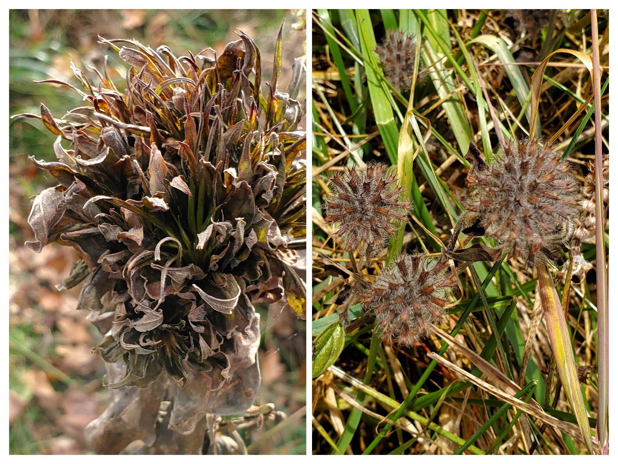 More seedpods on our way back.