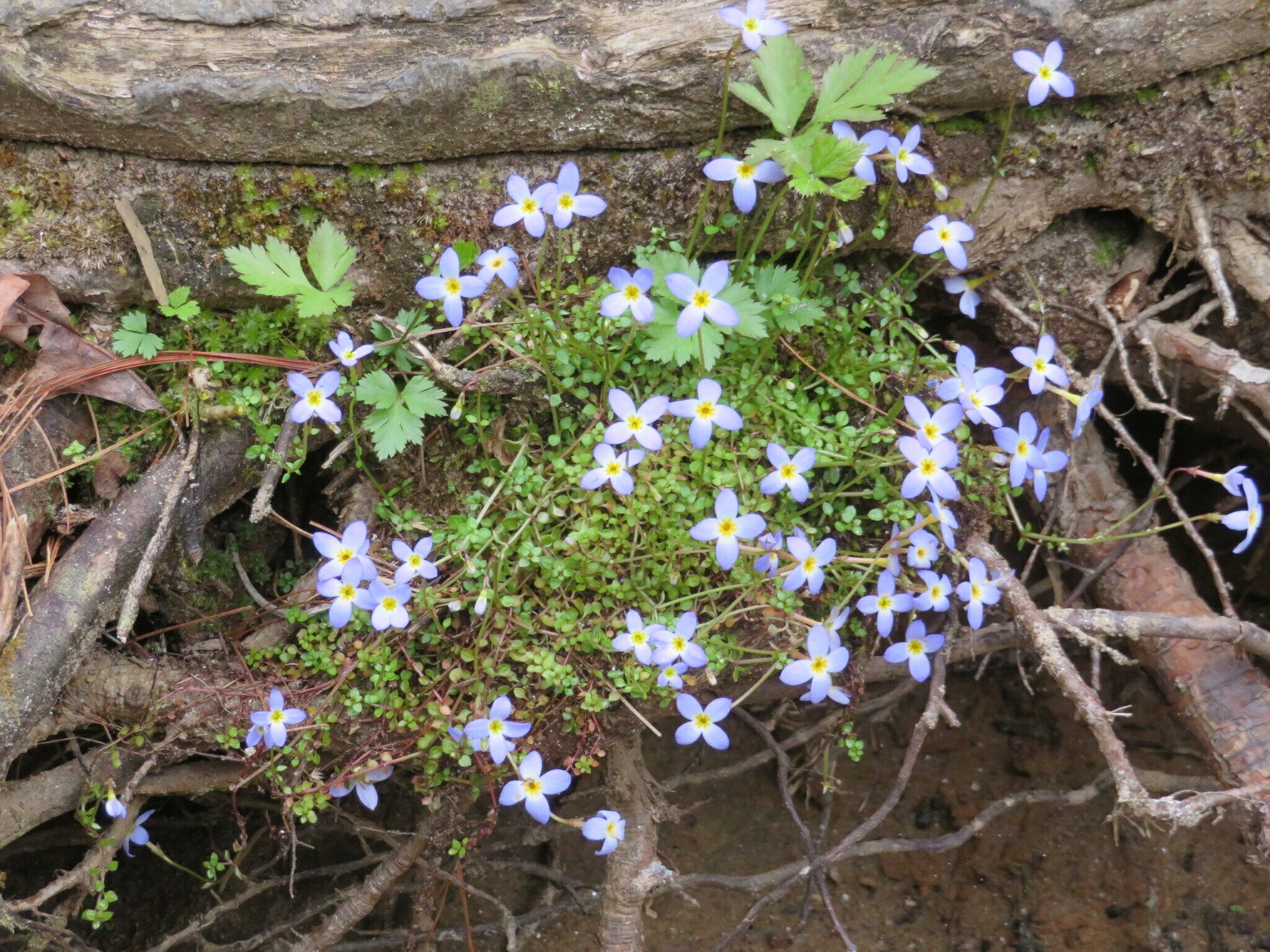 Bluet (Houstonia serpyllifolia)