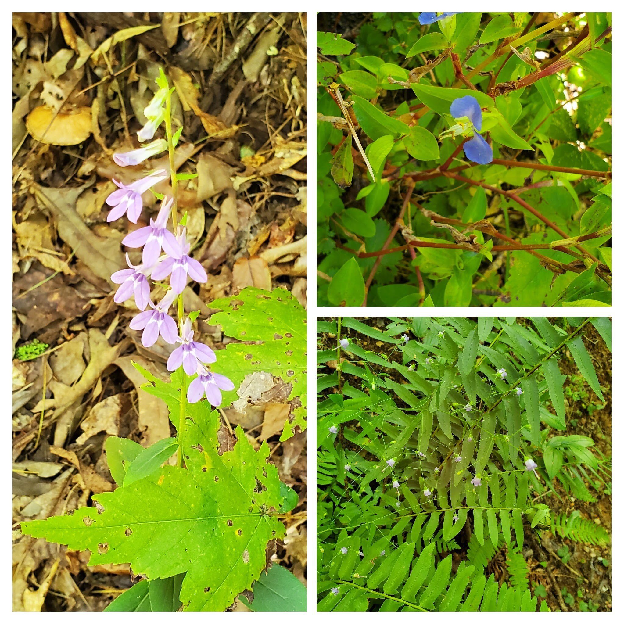 And some blues and purples!
