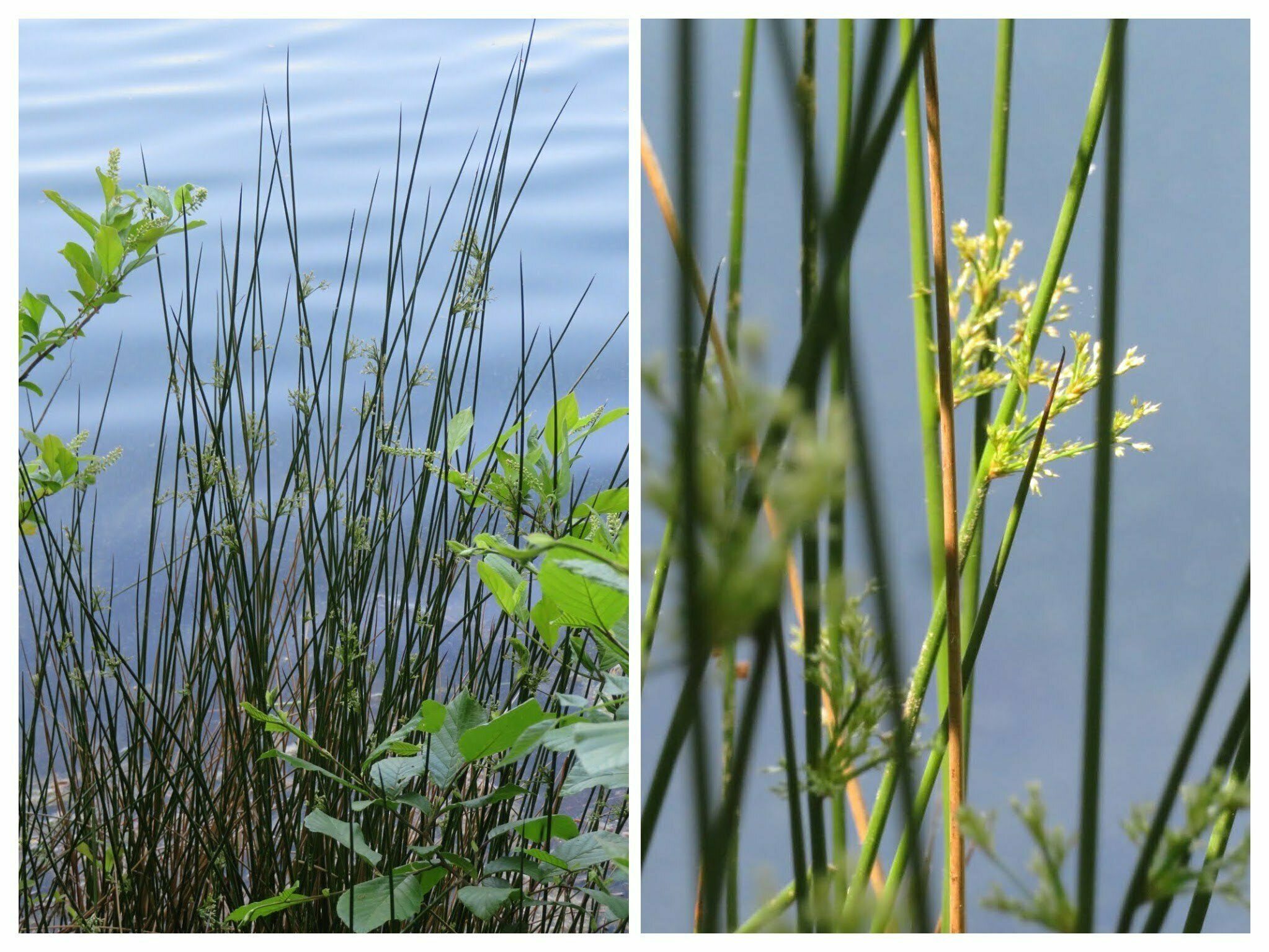Even the Common rush (Juncus effusus) was attractive.