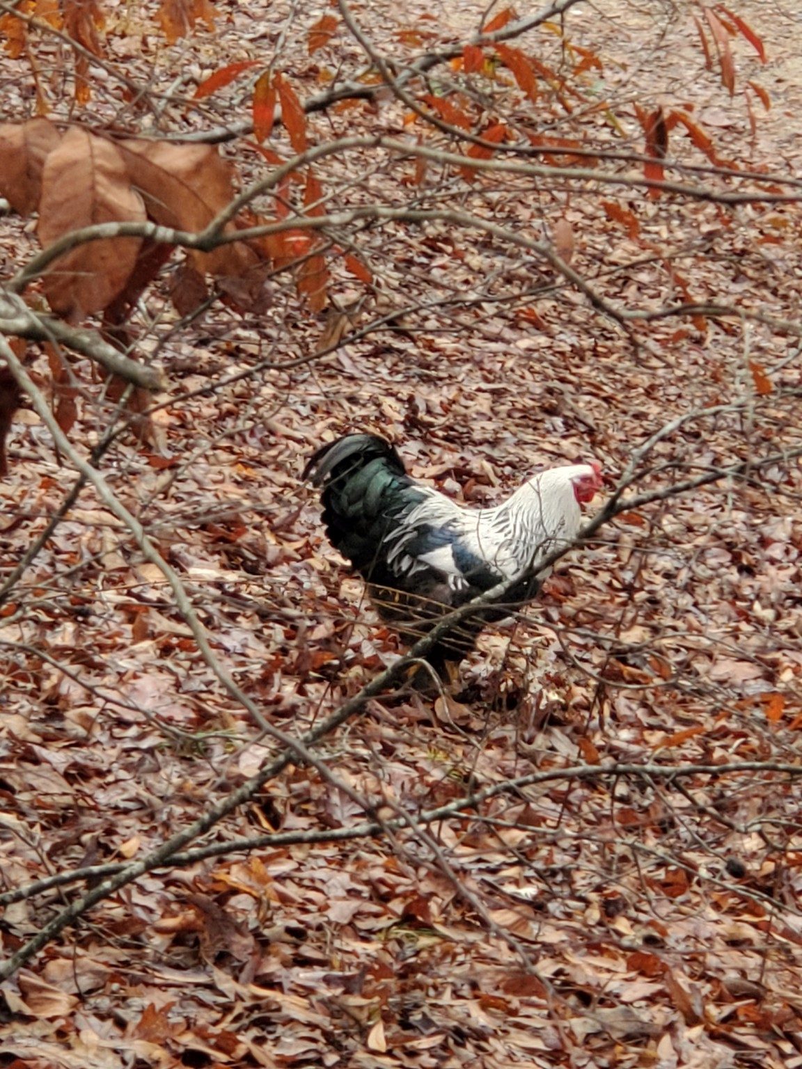 Free-range chicken?  One of several colorful ones roaming from a home along the trail.