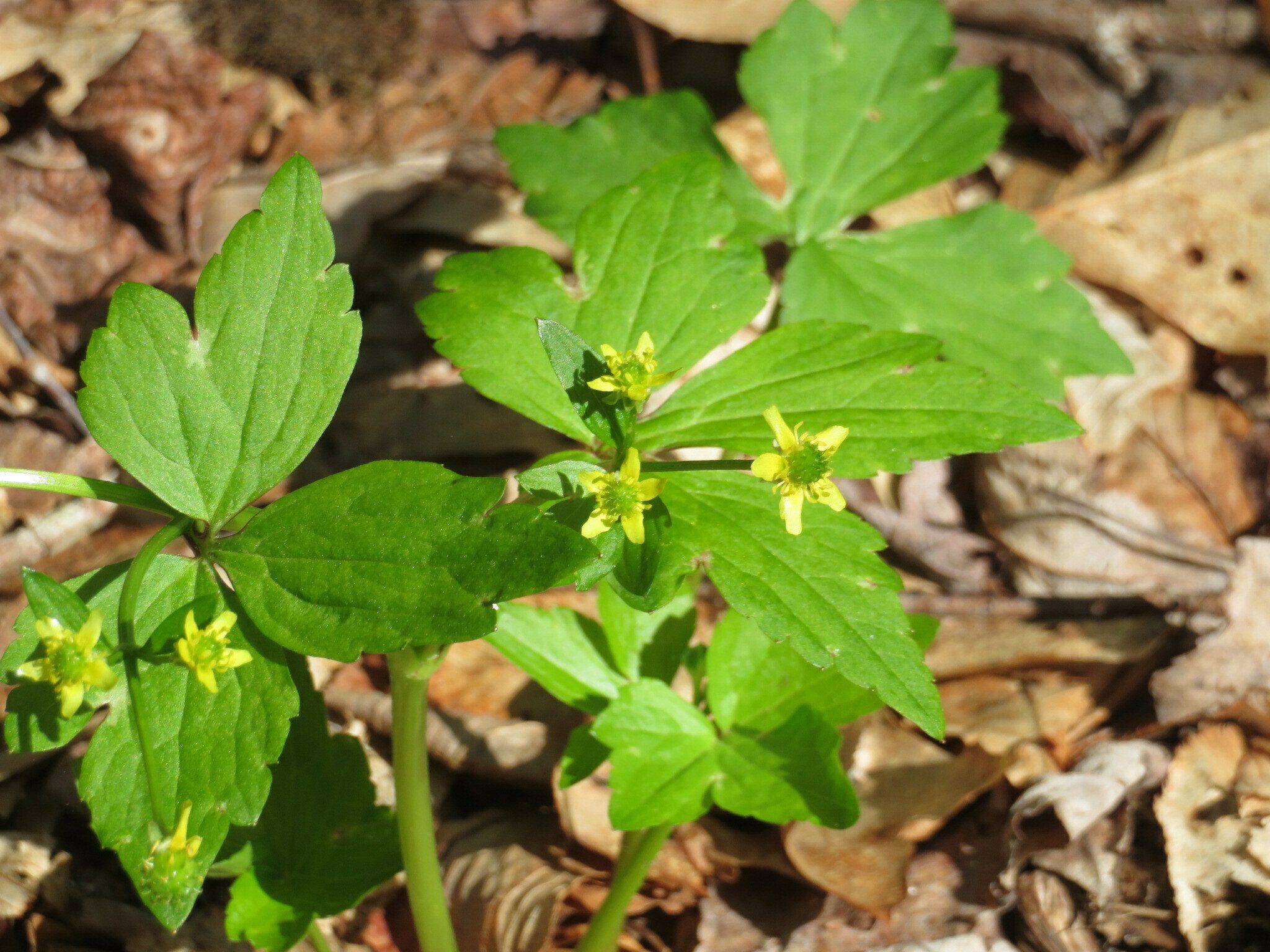 Blisterwort (Ranunculus recurvatus)