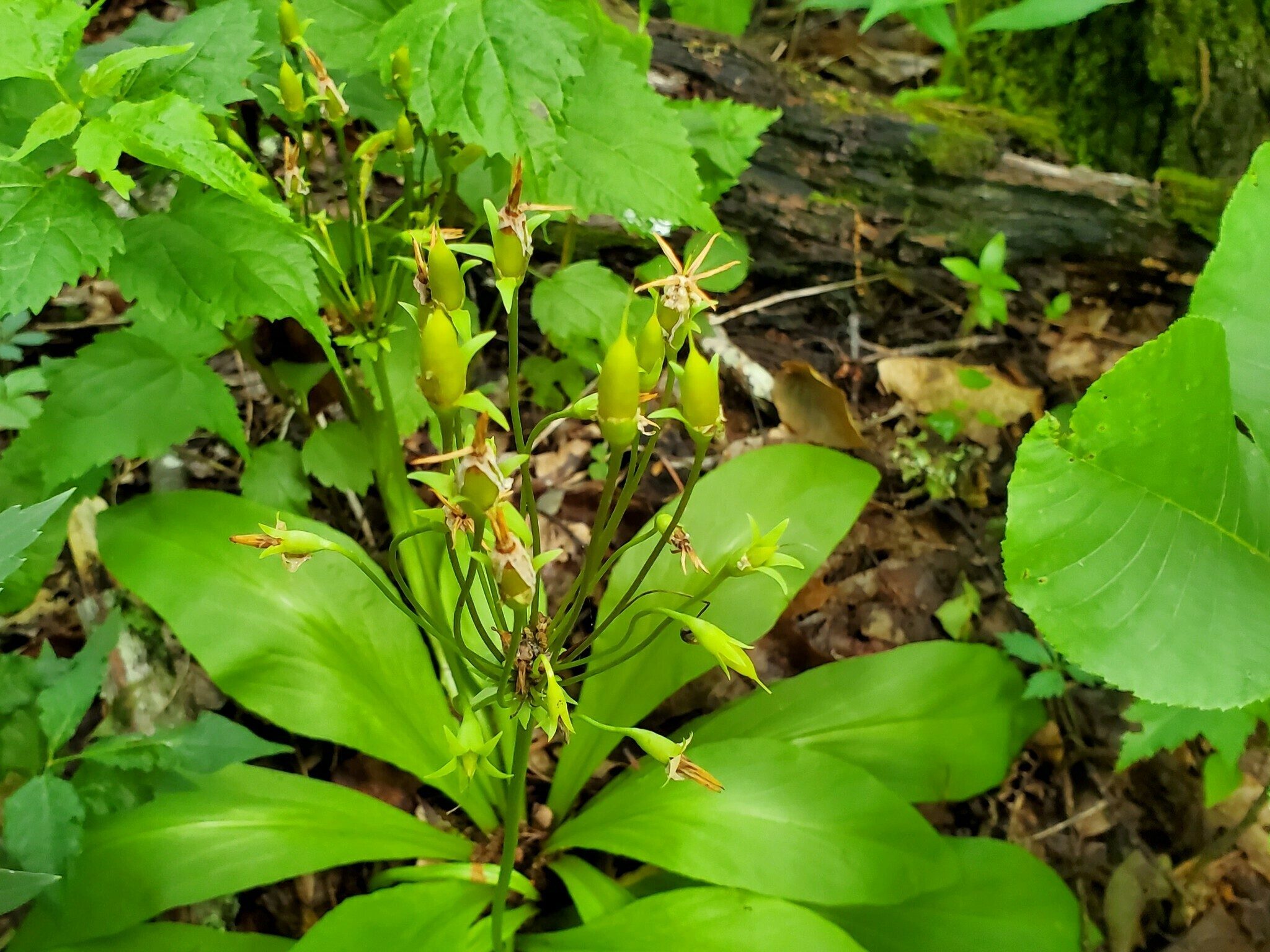 Mystery plant #2. Anyone?