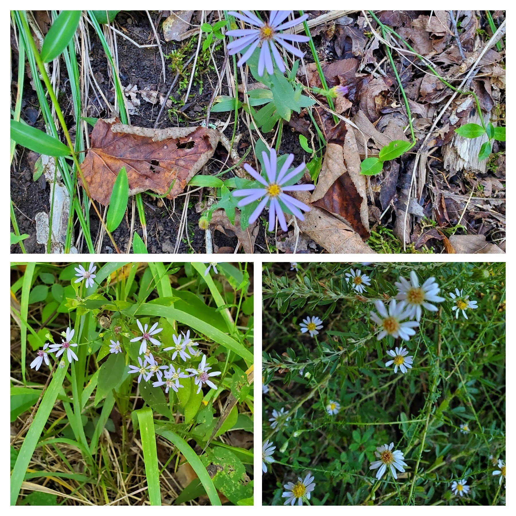 A good day for Asters, too!