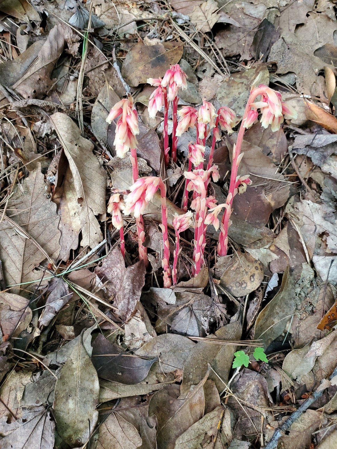 Ray was particularly pleased to see numerous examples of Pinesap.  It's "a saprophyte that is red, pink, lavender, or yellow in color."