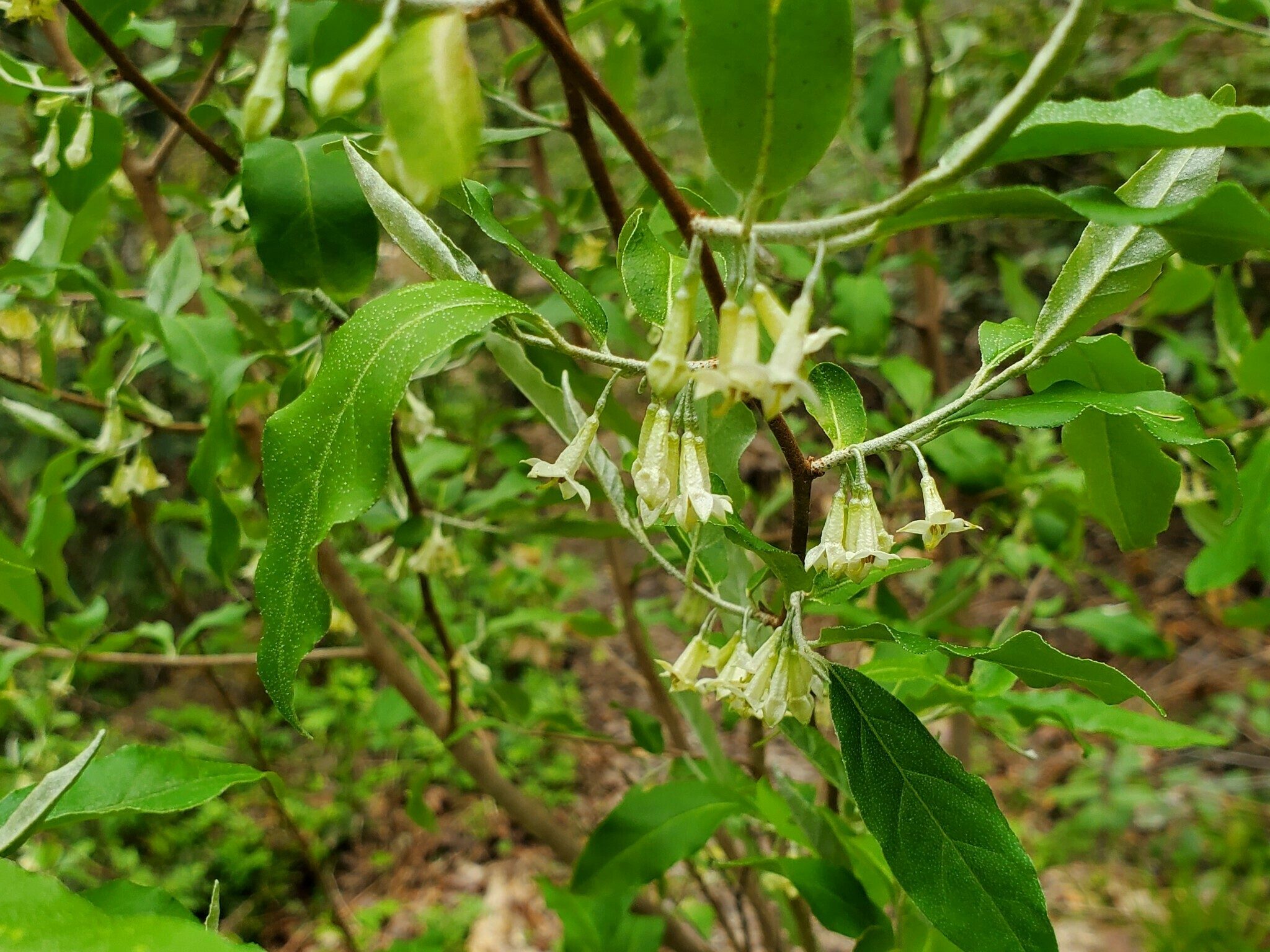 Autumn Olive, aka Spring Silverberrry (Elaeagnus umbellata) Pretty, but this plant is not native. "A noxious weed shrub, sadly still sometimes promoted for "wildlife plantings", per Weakley's Flora.