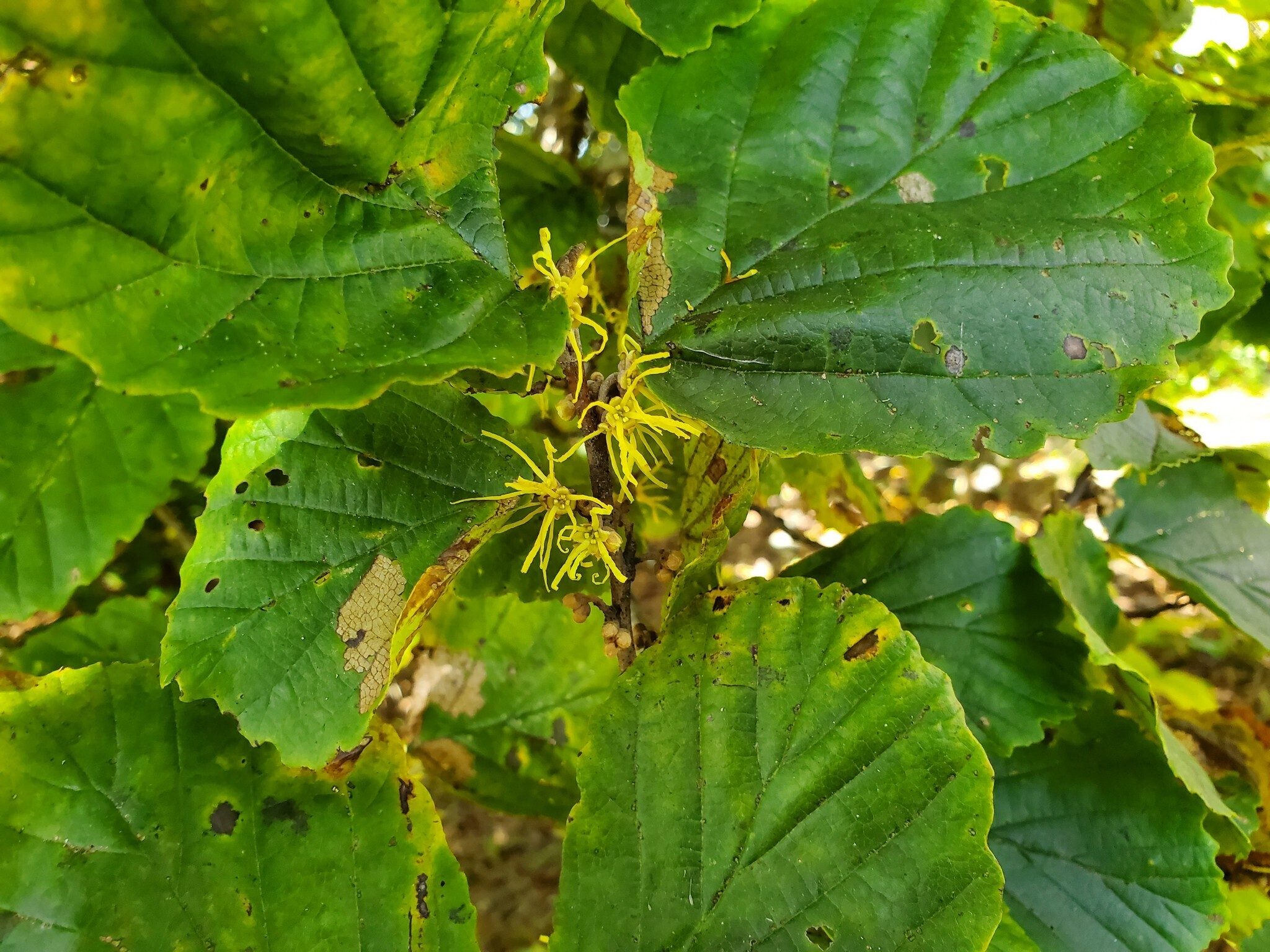 Witch hazel in bloom found at the top of Rabun Bald.