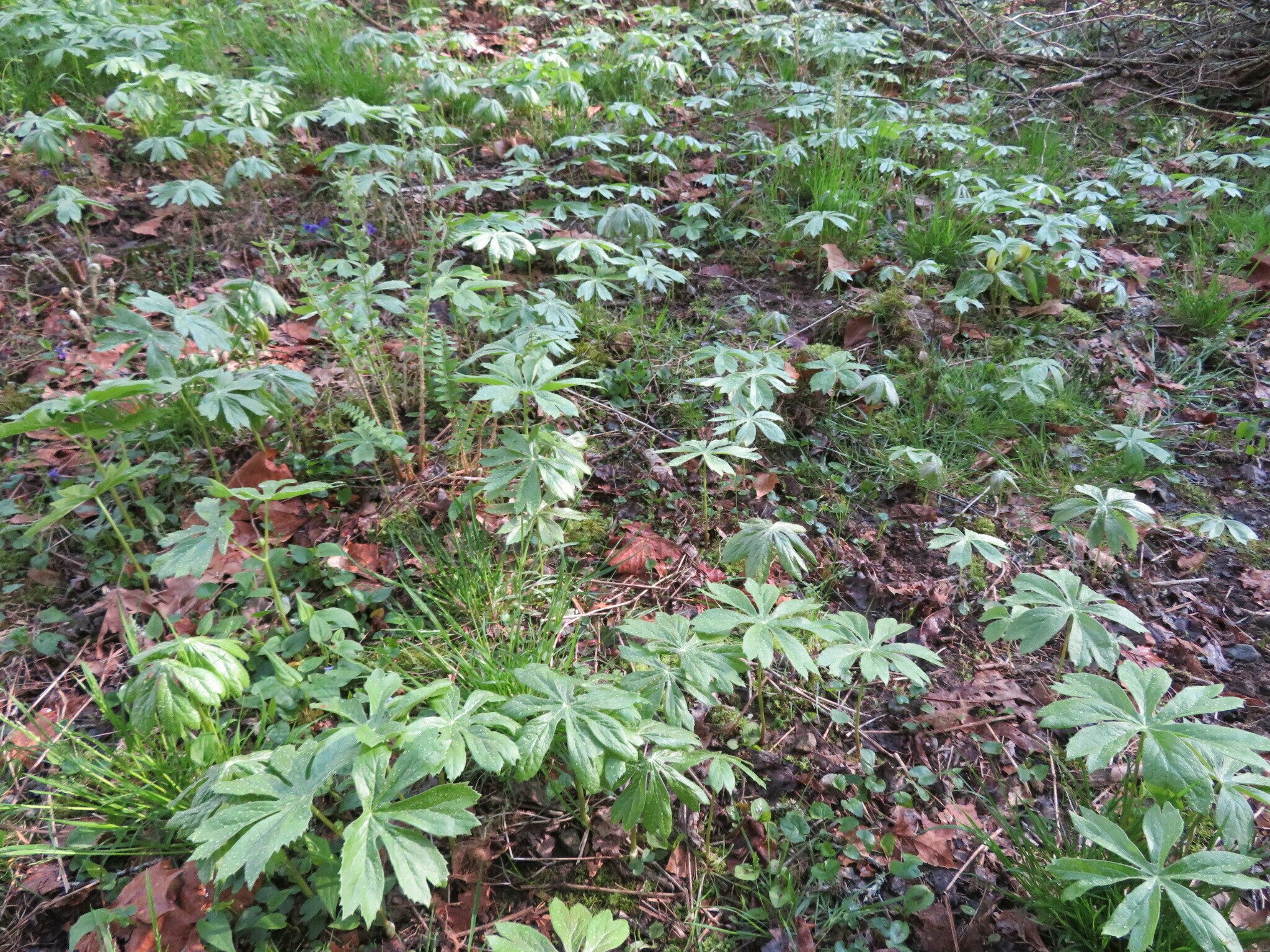 Mayapple patch.