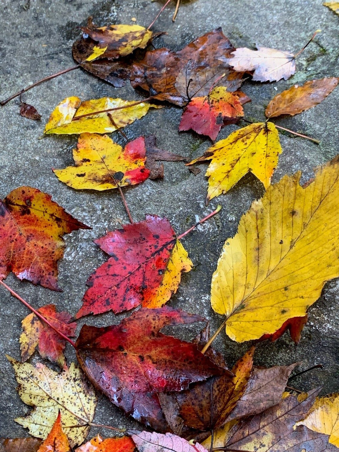 Beth caught this beautiful nature-made collage of leaves om a rock.
