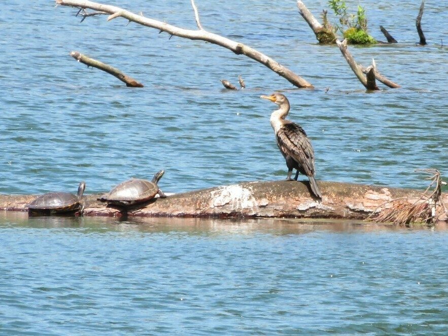 An immature Black Cormorant and some "admiring" turtles sharing a log.